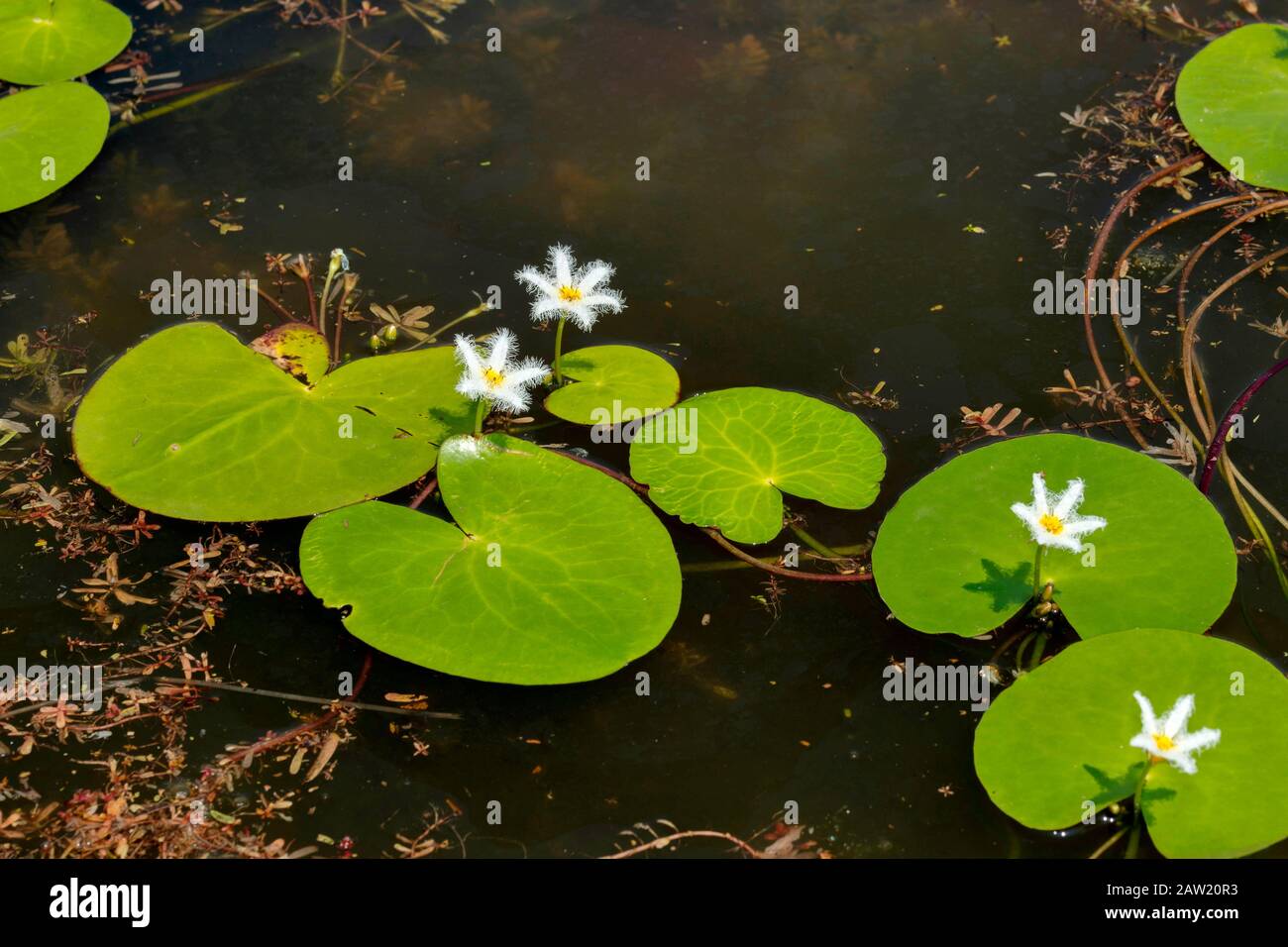 Water Snowflake (Kumudini) In Stagno, Nymphoides Indica Kas Plateau, Satara, Maharashtra, India. Pianta dell'acqua perenne, a rapida crescita. Foto Stock