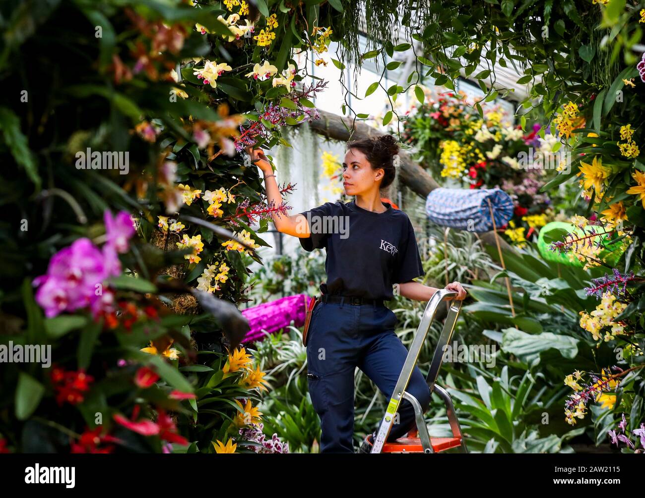 Alice McKeever aggiunge il tocco finale ad alcune delle 5.000 orchidee colorate e a centinaia di altre piante tropicali nel Festival delle Orchidee a tema Indonesia, all'interno del Conservatorio Prince of Wales presso i Royal Botanic Gardens di Kew, nella zona ovest di Londra. Foto Stock