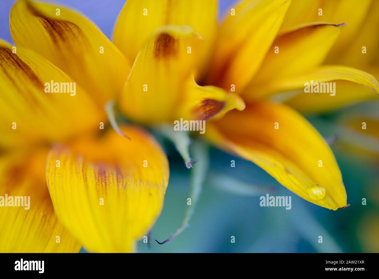 Colpo macro di goccia d'acqua Foto Stock