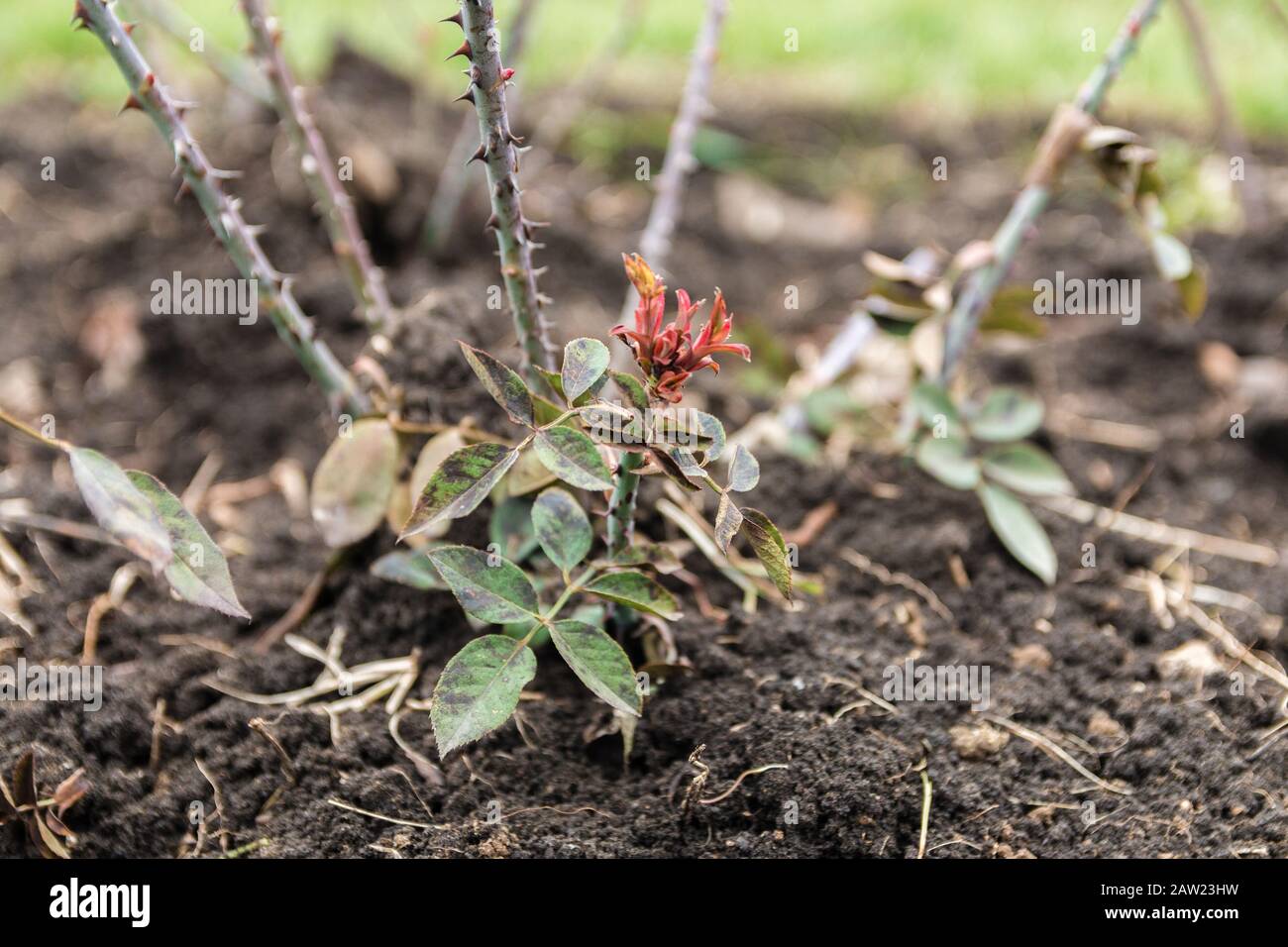 rosarium. vista closeup di cespuglio teen rosa all'inizio della primavera Foto Stock