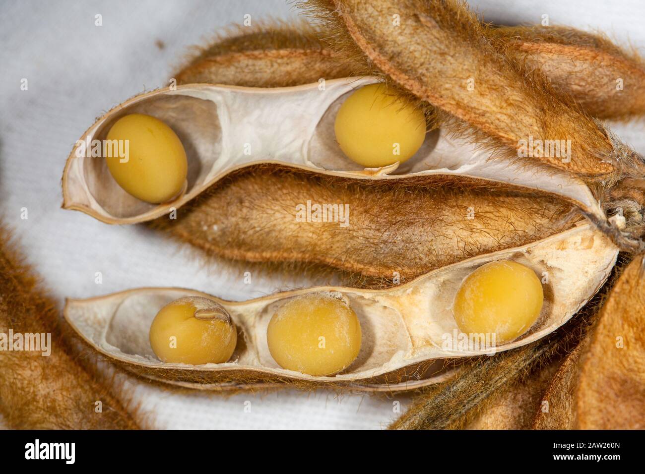 Soia, soia (Glycine max), fagioli in baccelli aperti Foto Stock
