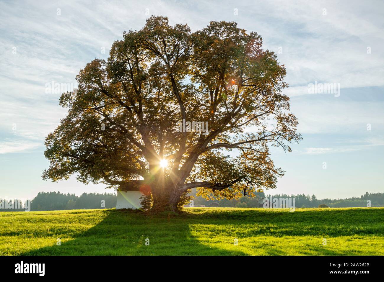 Tiglio lievitato, littleleaf linden, linden fogliare (Tilia cordata), 500 anni, in controluce con il sole serale, Germania, Baviera Foto Stock