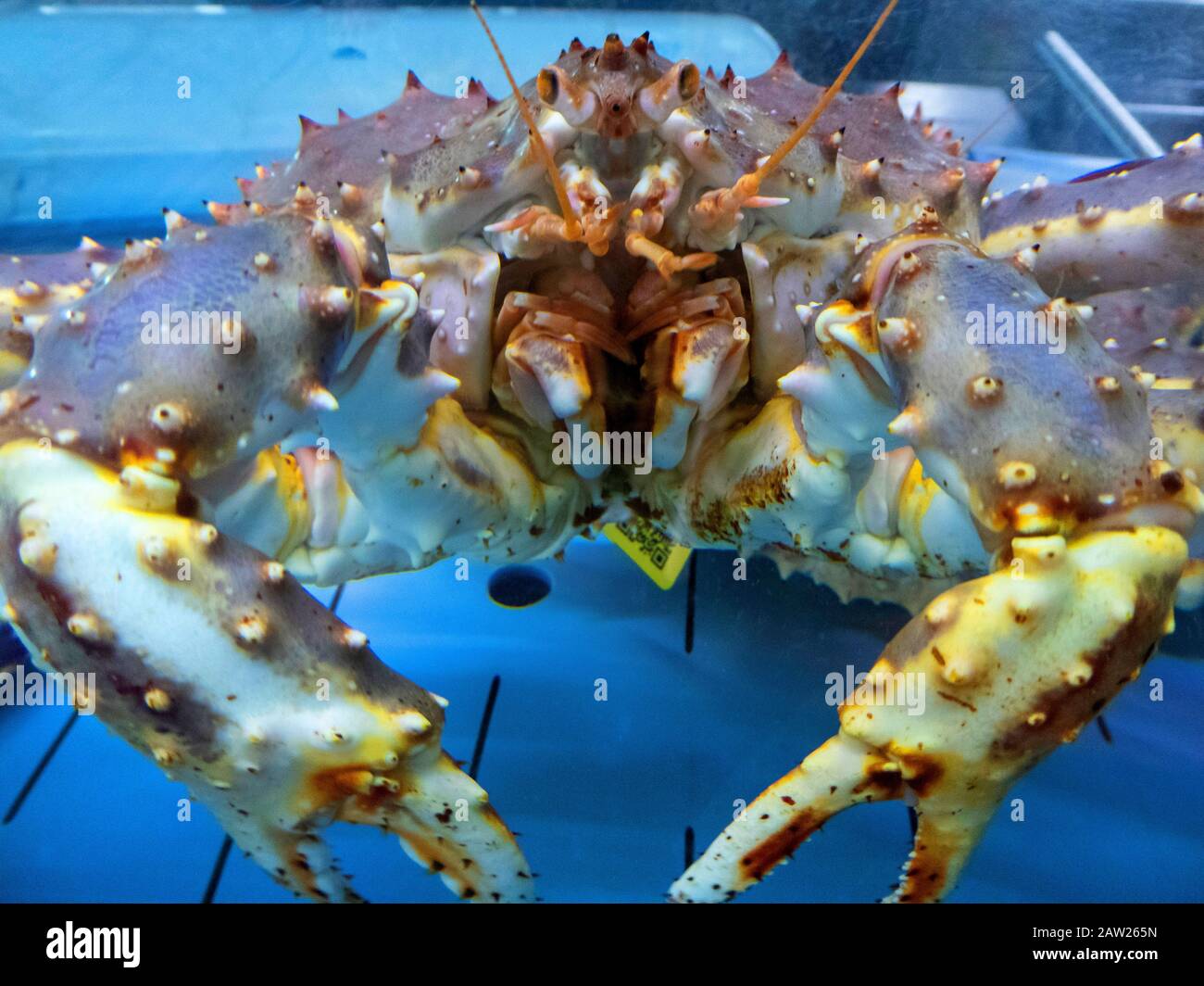 Granchio re, granchio re rosso, granchio re Alaskan, granchio di pietra re Alaskan (granchio giapponese, granchio Kamchatka, granchio russo) (Paralithodes camtschaticus), granchio re in acquario Foto Stock