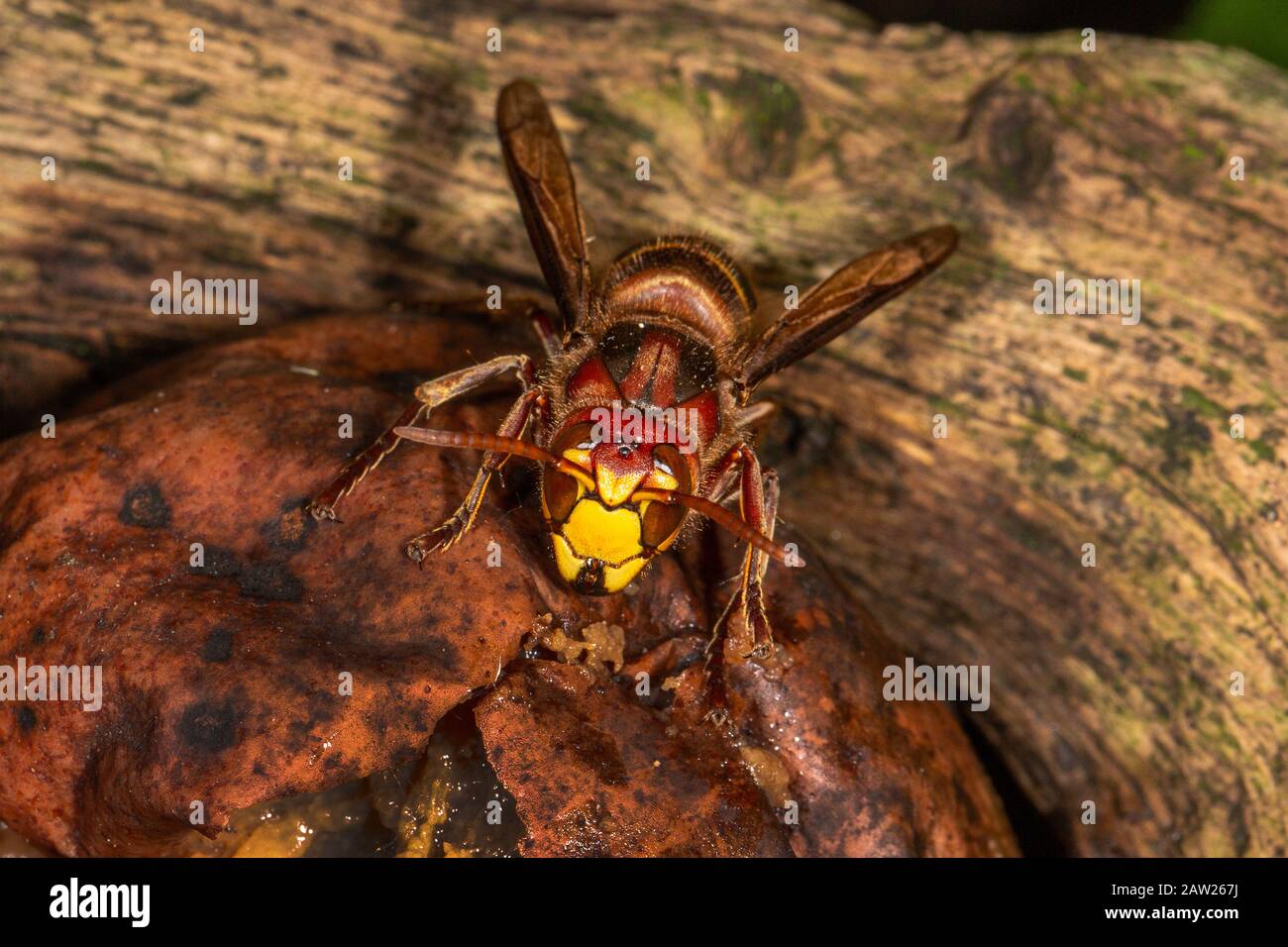 Hornet, cornetto, cornetto europeo (Vespa crabro), si nutre di frutti caduti, Germania, Baviera Foto Stock