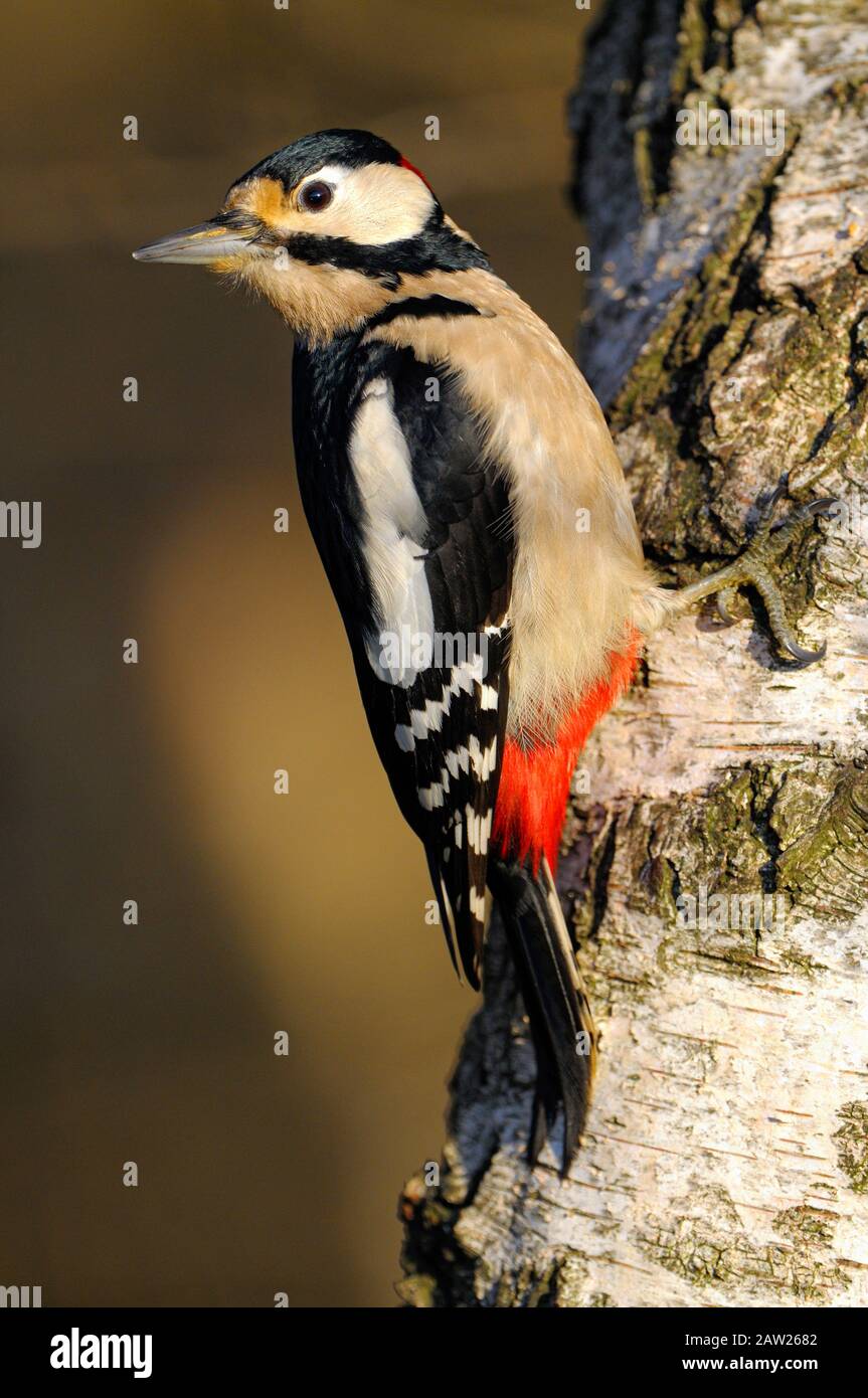 Grande picchio macchiato (Picoides Major, Dendrocopos Major), maschio adulto, Germania, Renania Settentrionale-Vestfalia, NSG Dingdener Heide Foto Stock