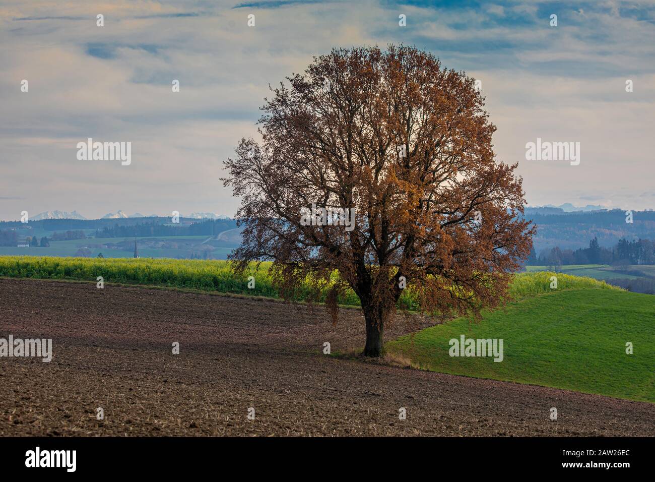 Quercia (Quercus spec.), grande albero singolo con foglie d'autunno alle pre-Alpi, Germania, Baviera, Isental Foto Stock