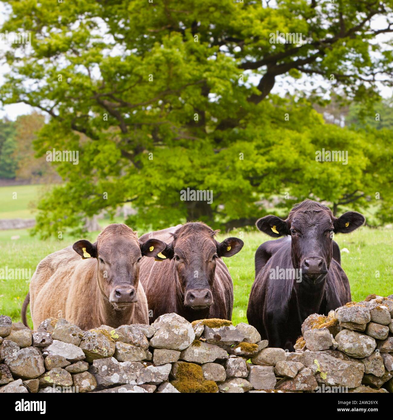 Tre mucche da latte marrone inquisitive in una fila che guarda su un muro di pietra a secco alla macchina fotografica, Inghilterra UK Foto Stock