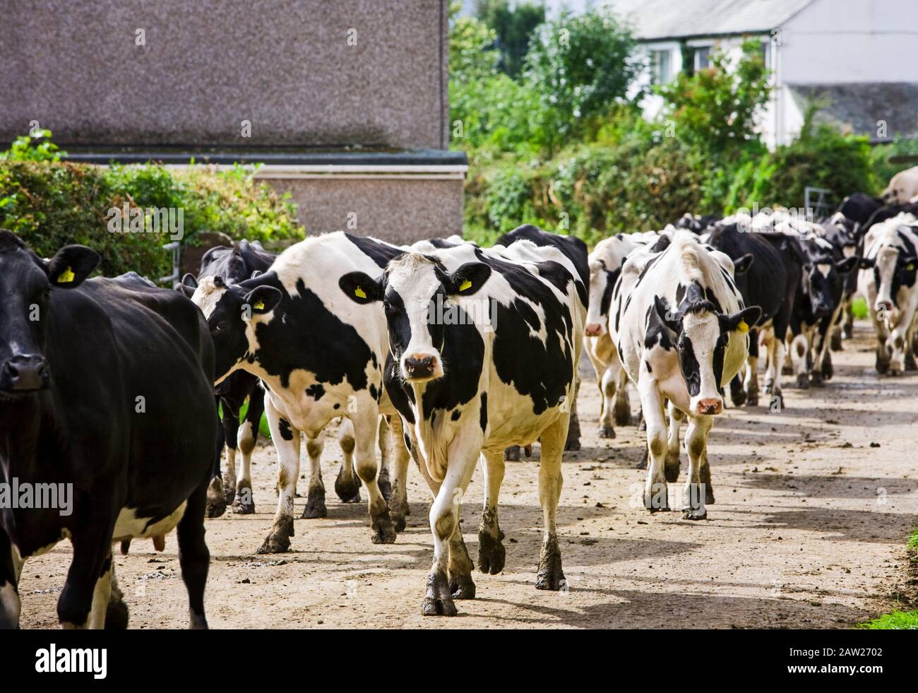 Mandria di mucche da latte che cammina lungo una strada rurale verso una fattoria, Inghilterra, Regno Unito Foto Stock