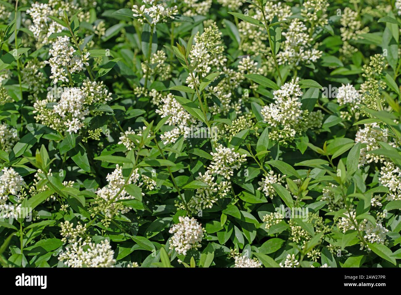 Fiore privato, Ligustrum, all'inizio dell'estate Foto Stock