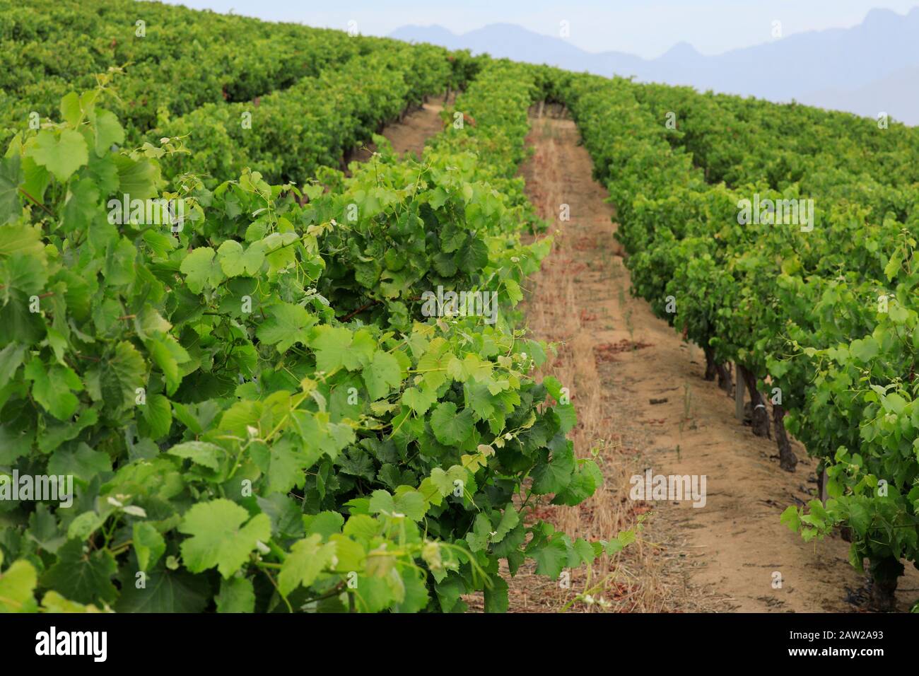 Vigneto a Jordan Estate nel Cape Winelands nella provincia del Capo Occidentale del Sud Africa. Foto Stock