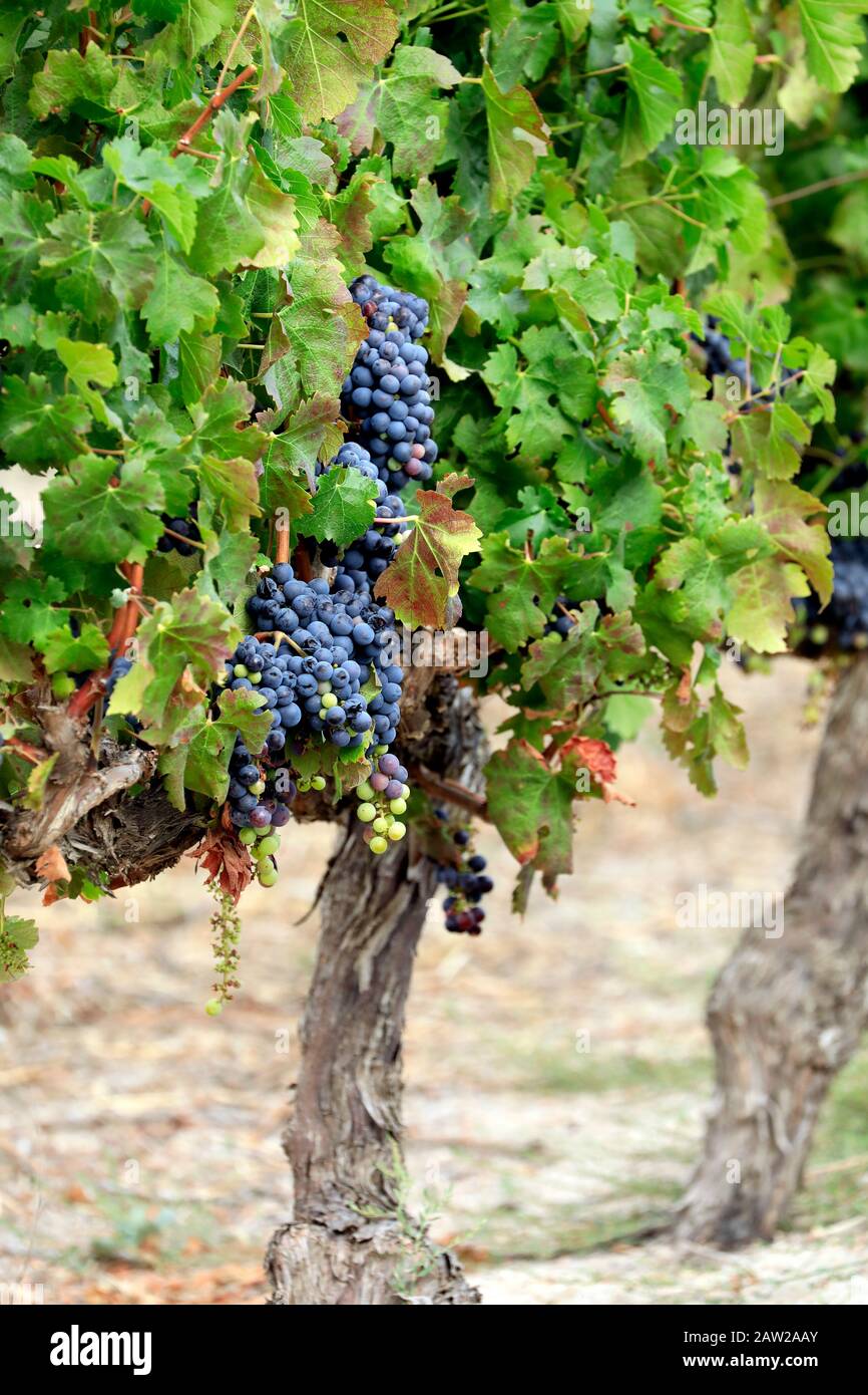 Vigneto a Jordan Estate nel Cape Winelands nella provincia del Capo Occidentale del Sud Africa. Foto Stock