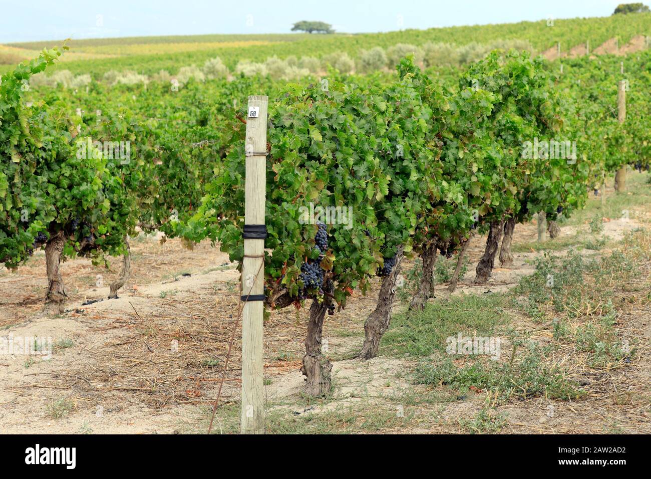 Vigneto a Jordan Estate nel Cape Winelands nella provincia del Capo Occidentale del Sud Africa. Foto Stock