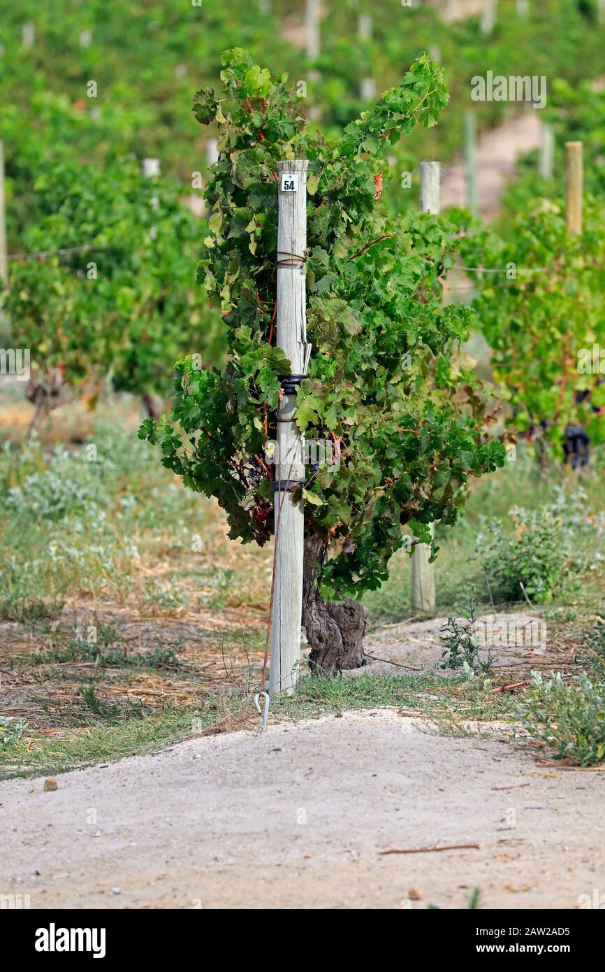 Vigneto a Jordan Estate nel Cape Winelands nella provincia del Capo Occidentale del Sud Africa. Foto Stock