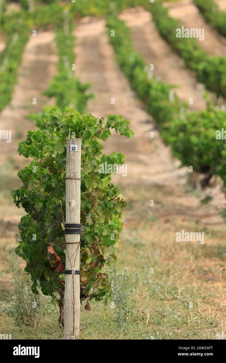 Vigneto a Jordan Estate nel Cape Winelands nella provincia del Capo Occidentale del Sud Africa. Foto Stock