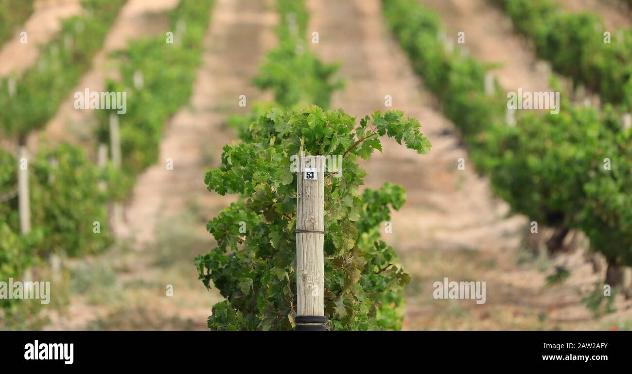 Vigneto a Jordan Estate nel Cape Winelands nella provincia del Capo Occidentale del Sud Africa. Foto Stock