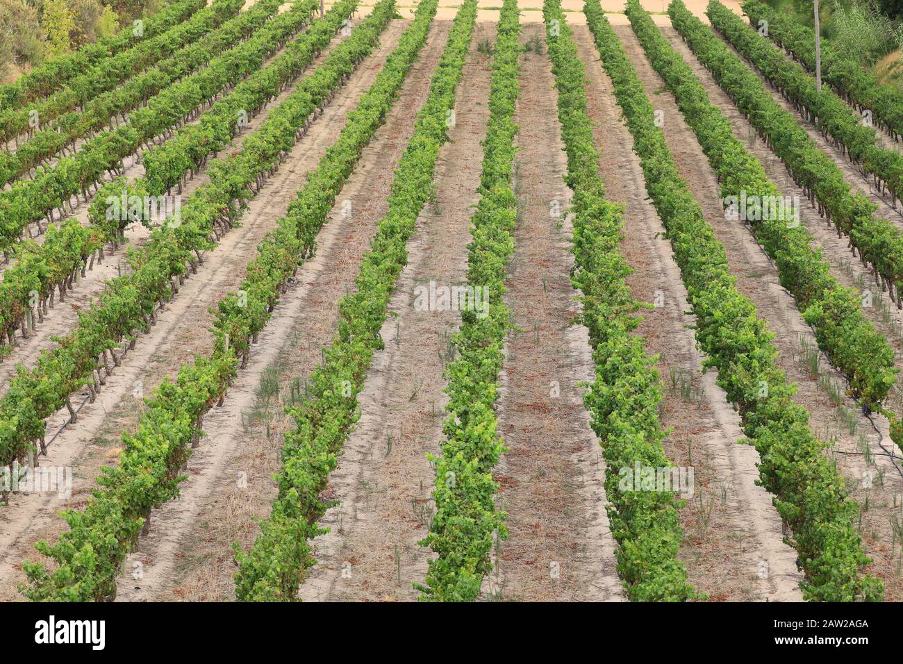 Vigneto a Jordan Estate nel Cape Winelands nella provincia del Capo Occidentale del Sud Africa. Foto Stock