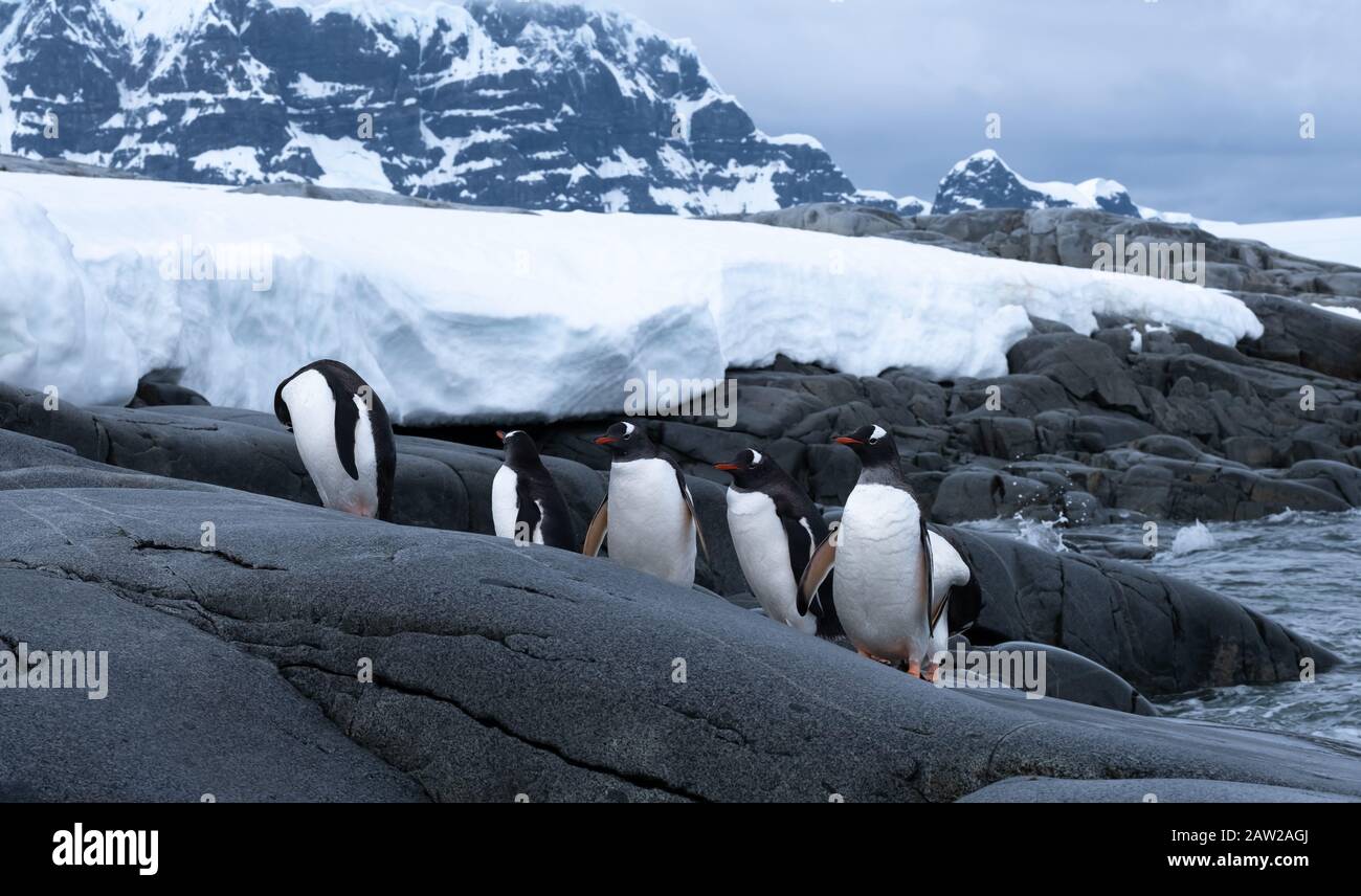 Pinguini che ritornano dall'oceano, Damoy Point, ingresso al porto di Port Lockroy, Penisola Antartica, Antartide Foto Stock