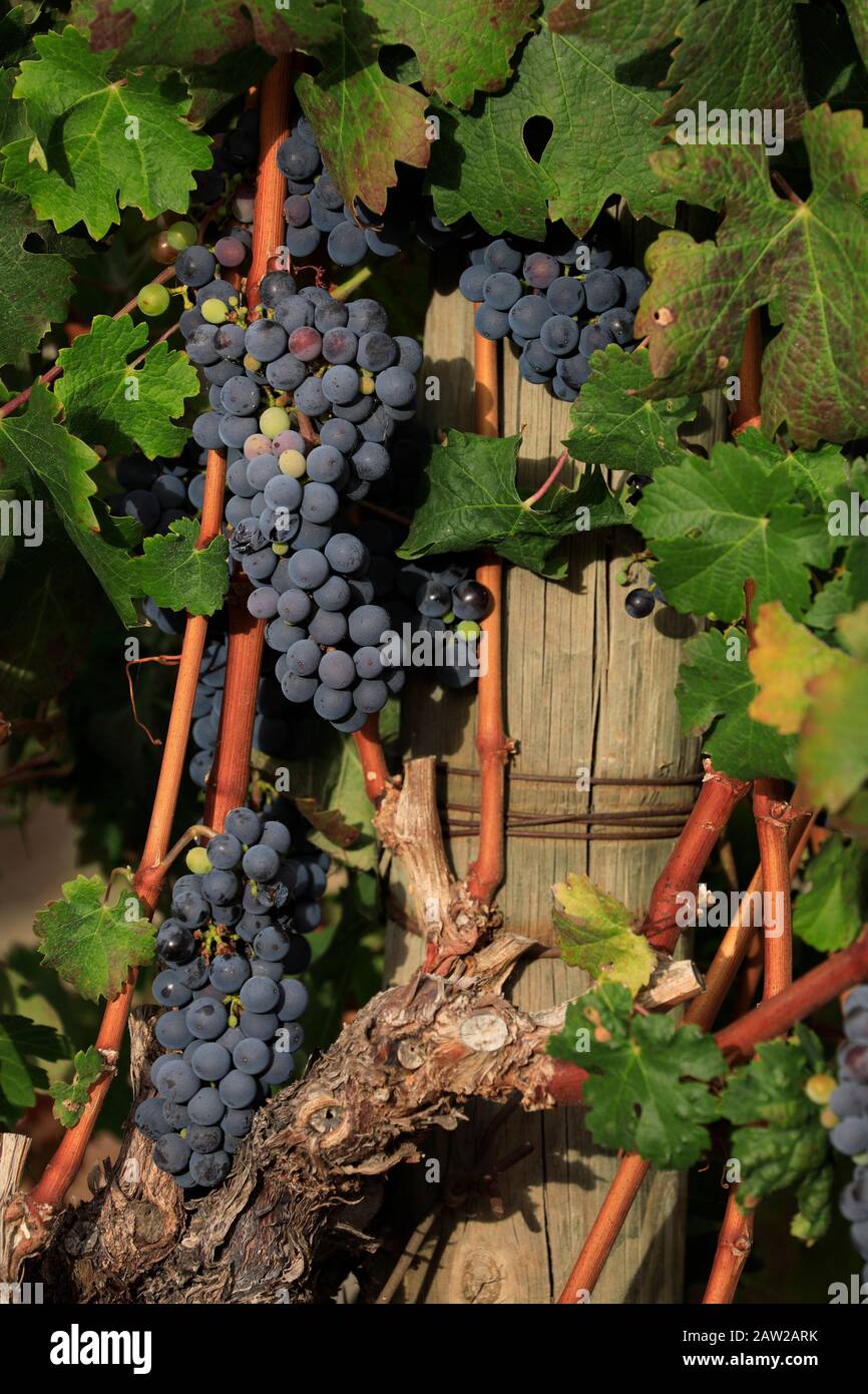 Vigneto a Jordan Estate nel Cape Winelands nella provincia del Capo Occidentale del Sud Africa. Foto Stock