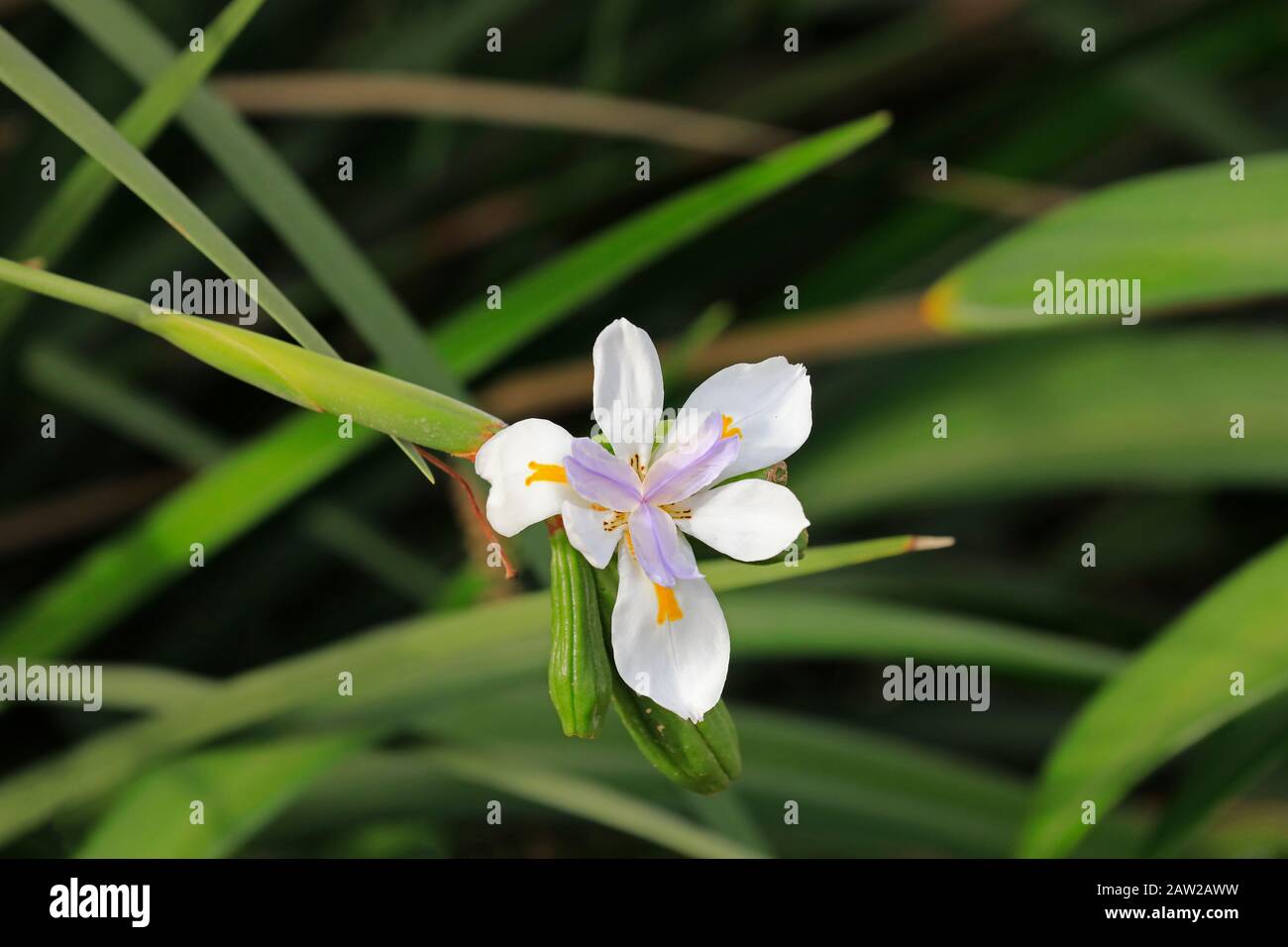 Un'iride selvaggia o un'iride fata (Dietes grandiflora) fioritura. Foto Stock