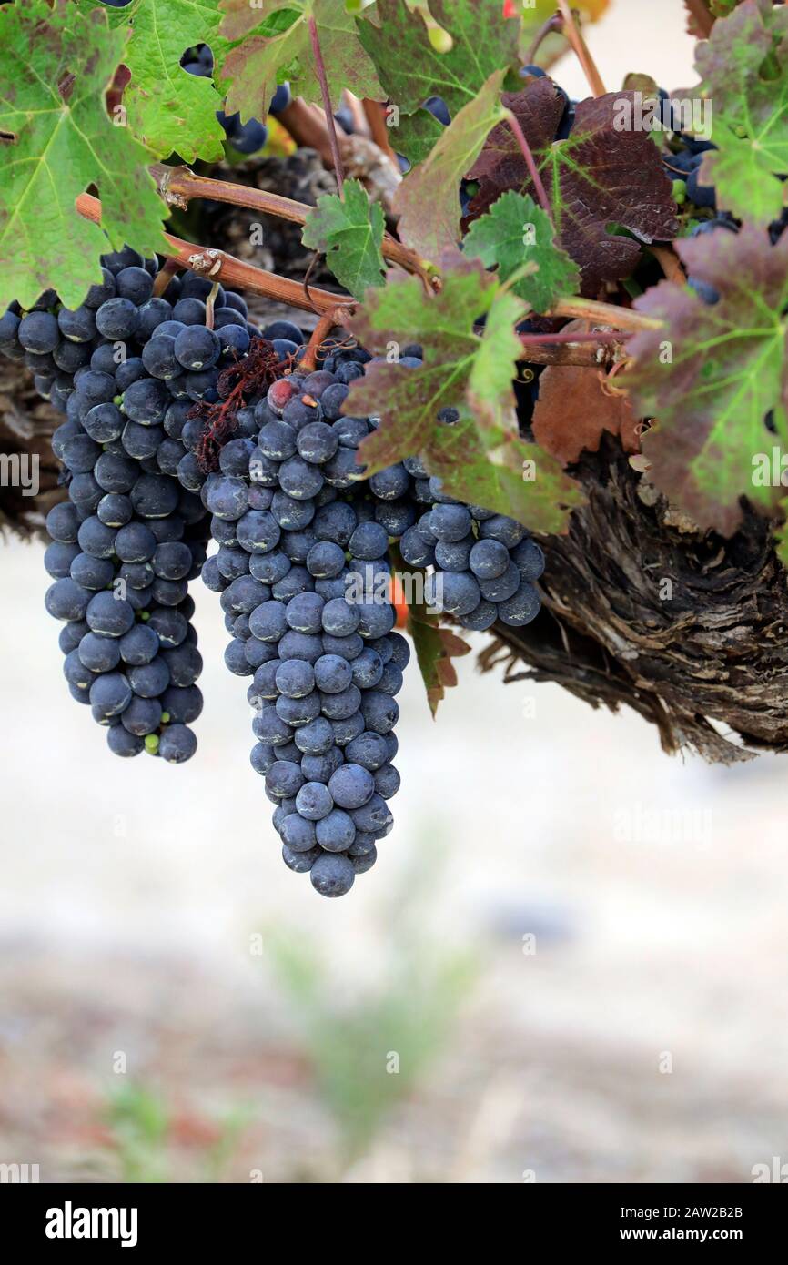 Vigneto a Jordan Estate nel Cape Winelands nella provincia del Capo Occidentale del Sud Africa. Foto Stock