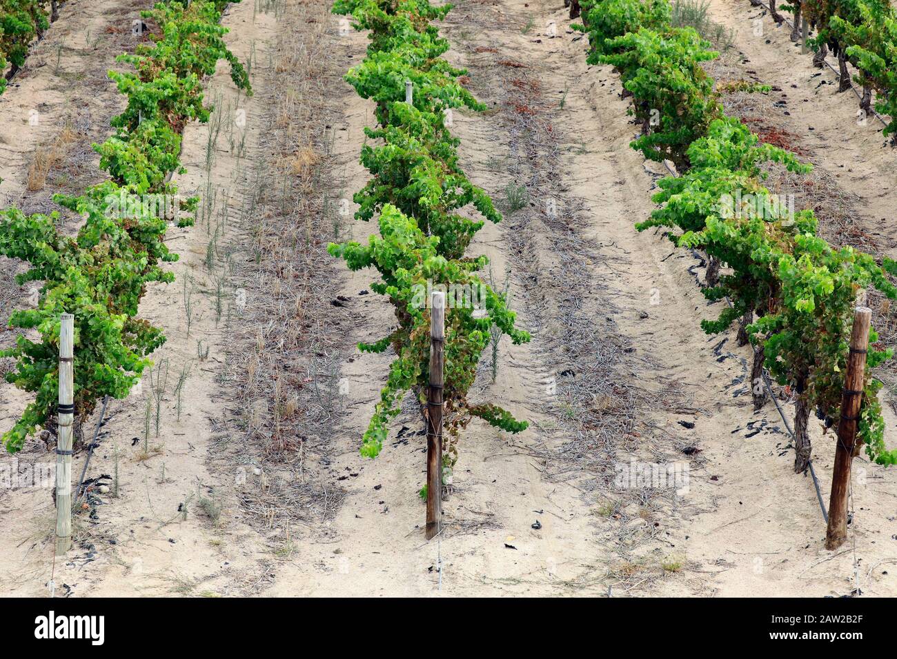 Vigneto a Jordan Estate nel Cape Winelands nella provincia del Capo Occidentale del Sud Africa. Foto Stock