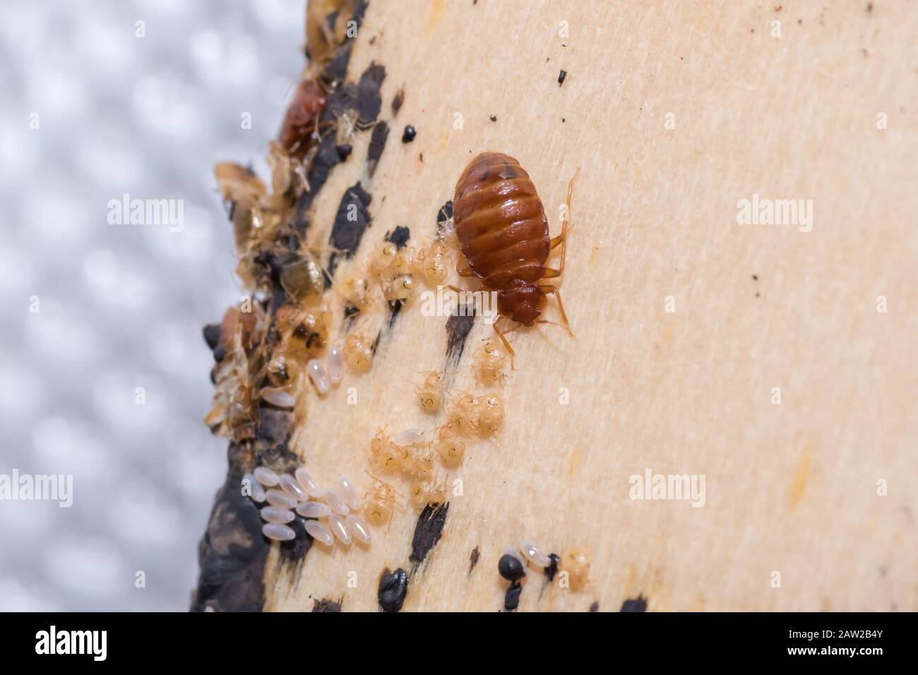 Bug Letto, Uova Bug Letto E Larva Trovato Su Un Timber Letto Slate Foto Stock