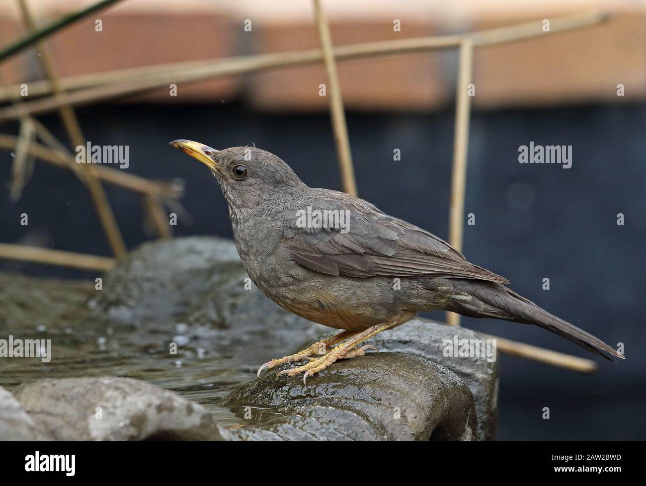 Karoo Thrush (Turdus smithi) adulto bevendo dal bagno degli uccelli Johannesburg, Sudafrica novembre Foto Stock