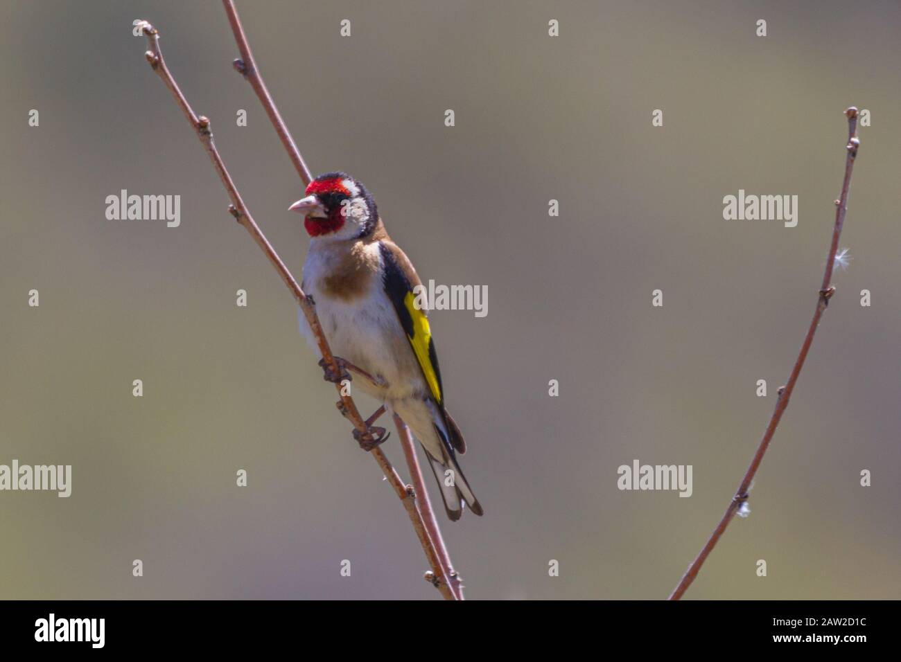 Carduelis carduelis, Goldfinch Perching in un albero Foto Stock