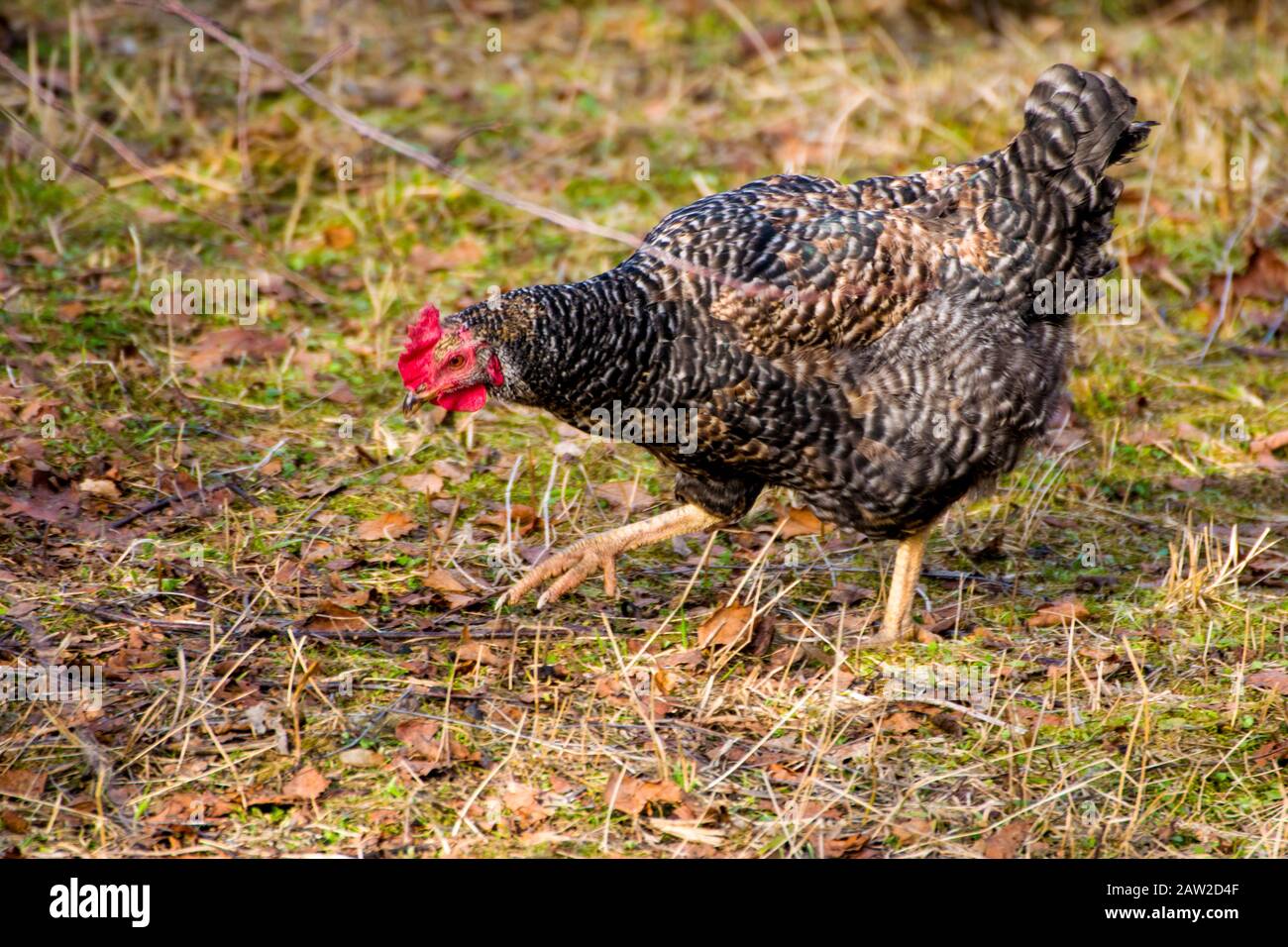 Una tradizionale gallina contadina che vagano liberamente nel cortile. Foto Stock