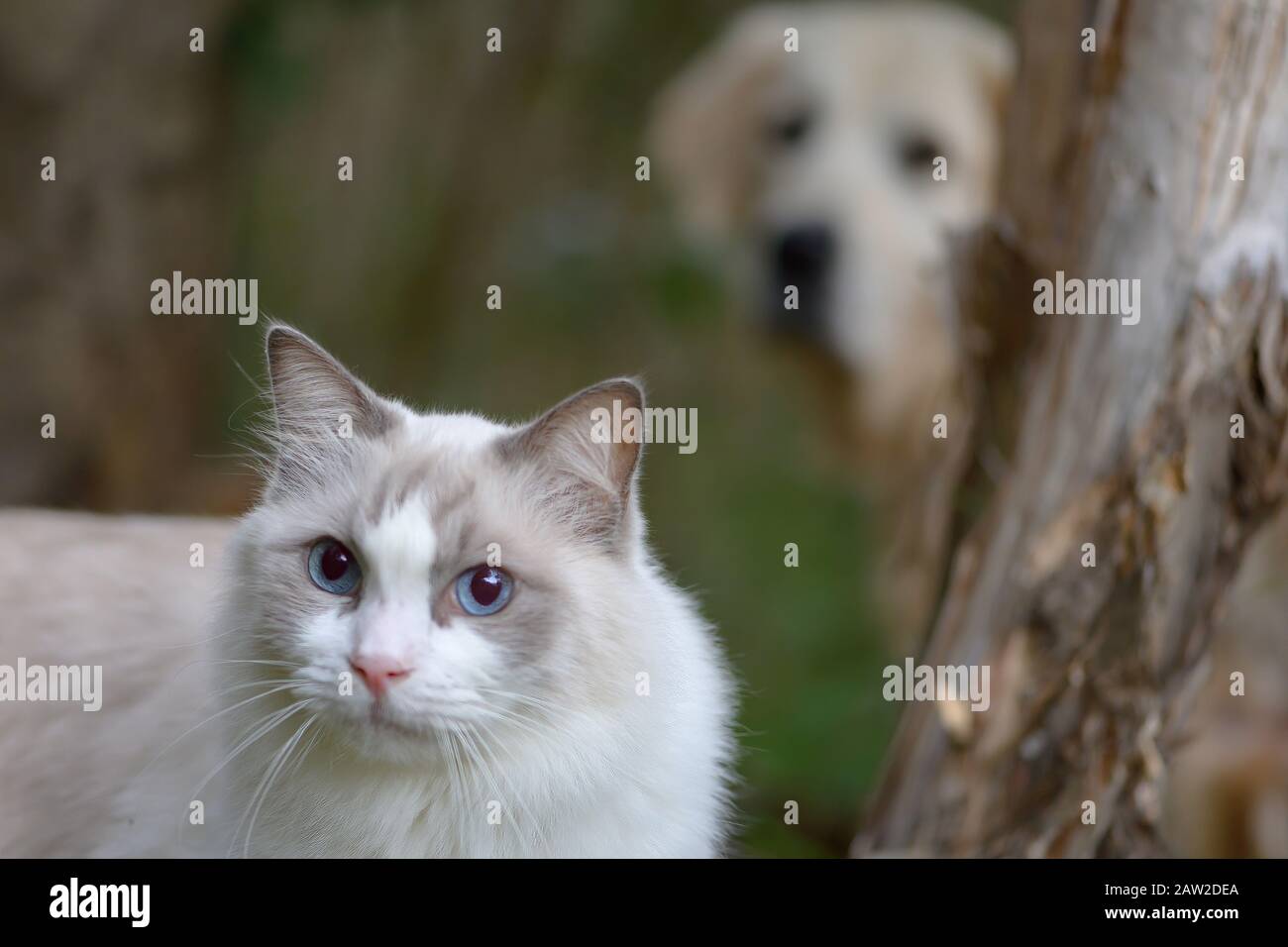 Gatto con cane foto bombardamento in background Foto Stock