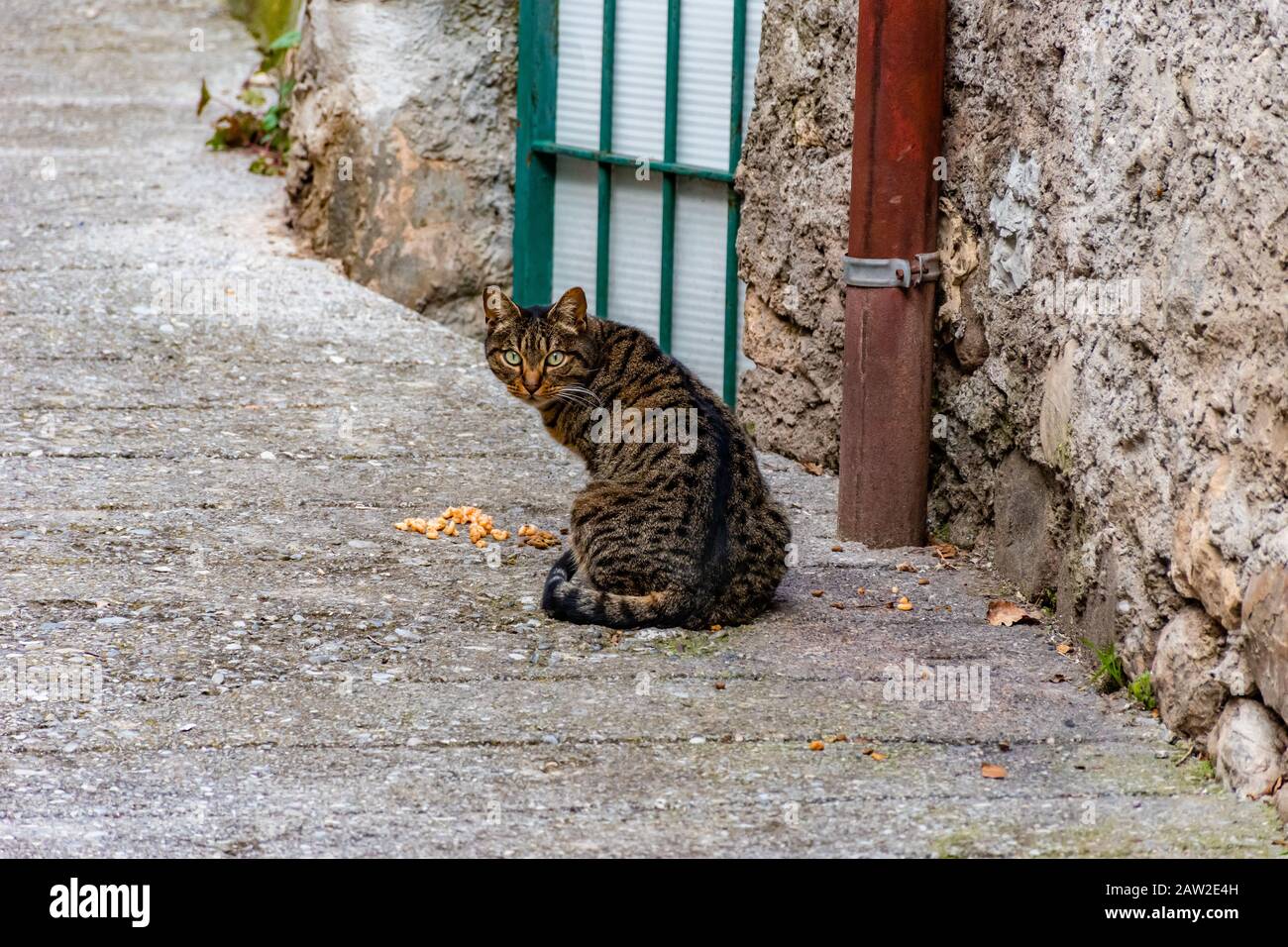 Un giovane gatto vagante confuso sorpreso che è distratto dal suo pasto seduto nella strada del villaggio francese guardando la macchina fotografica Foto Stock