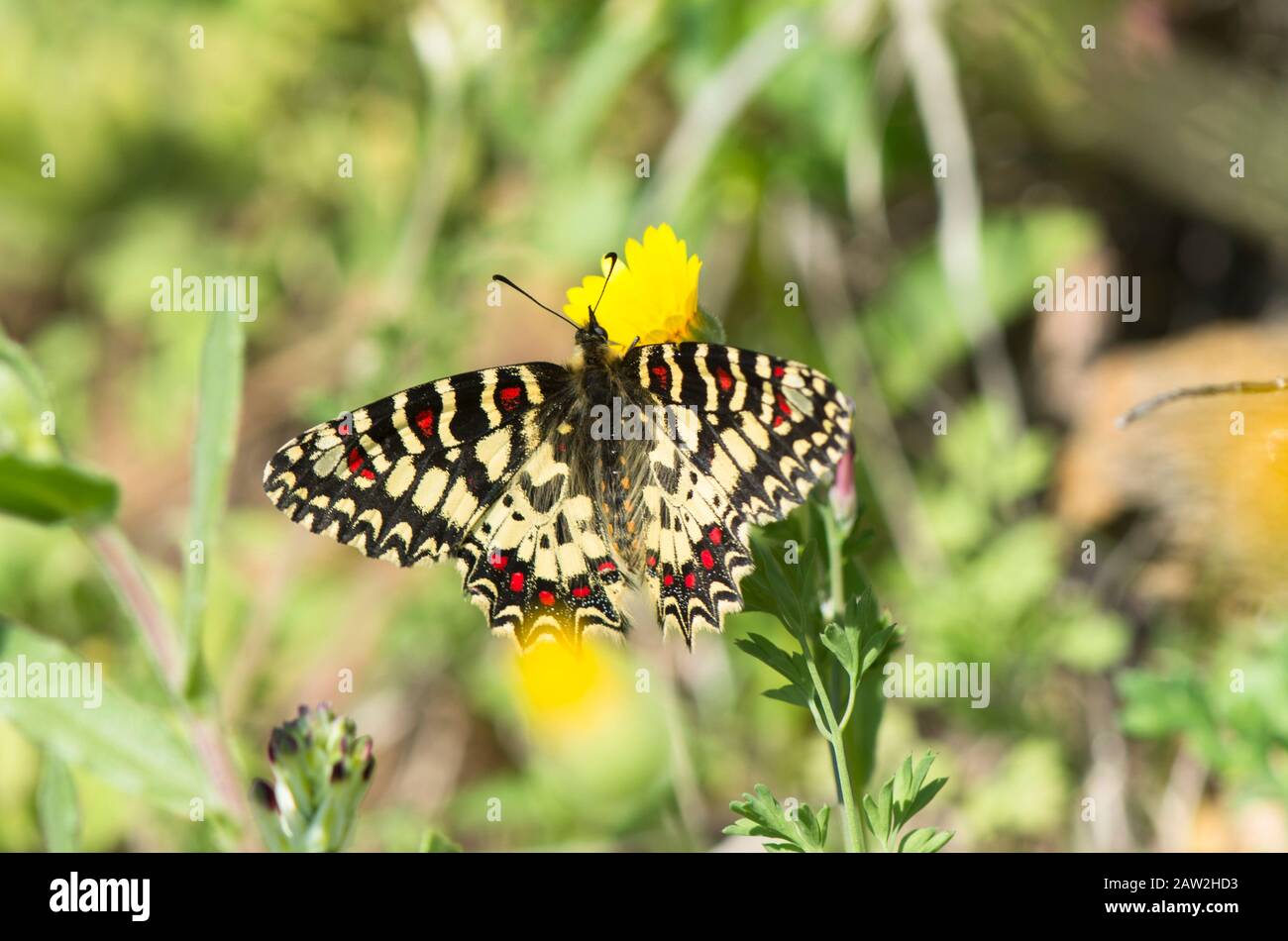 Festone spagnolo, farfalla, (Zerynthia rumina), prendere il sole, Andalusia, Spagna. Foto Stock