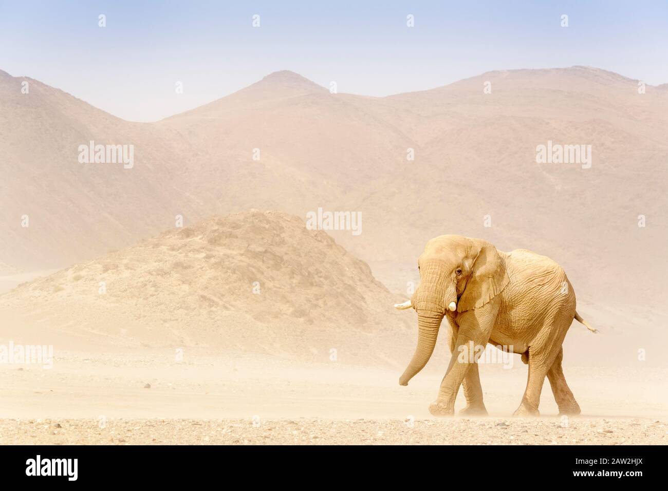 Elefante africano (Loxodonta africana), elefante deserto adattato a piedi nella valle del deserto, deserto Hoanib, Kaokoland, Namibia. Foto Stock
