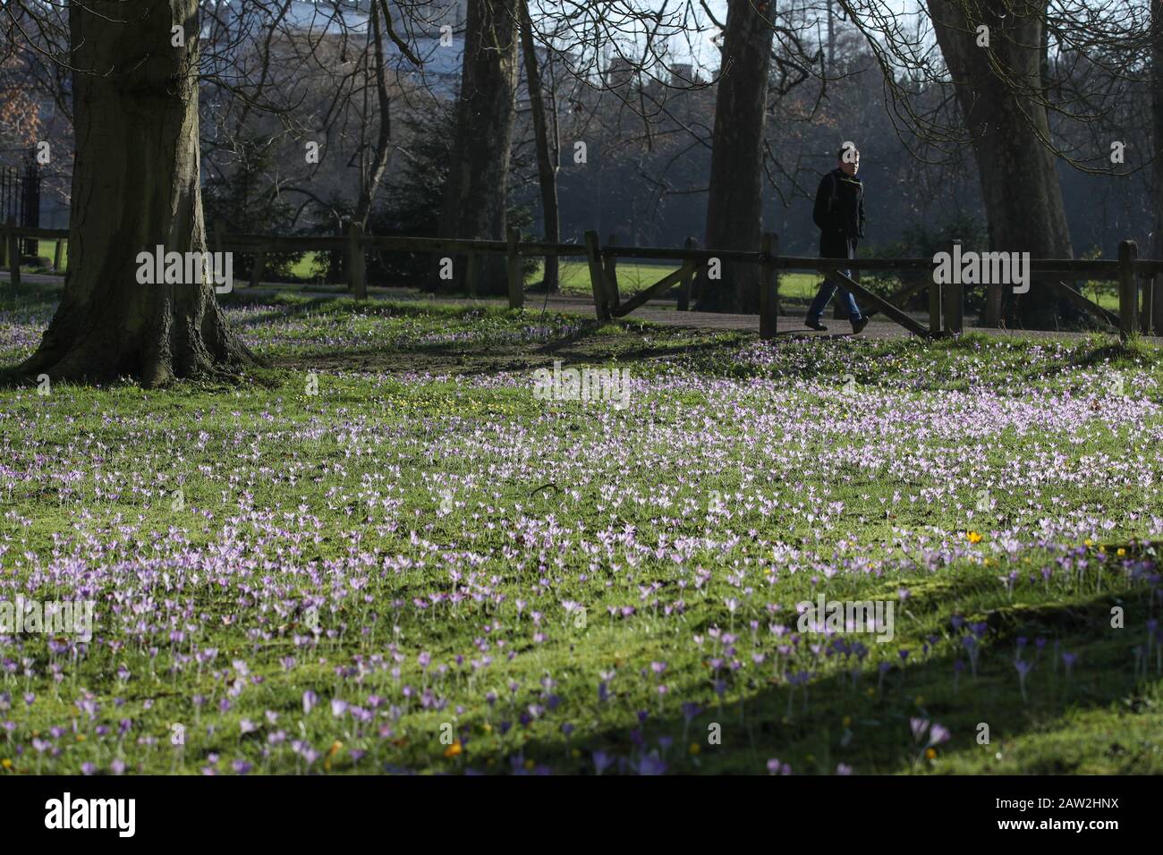 Cambridge, Regno Unito. 06th Feb, 2020. Cambridge Inghilterra Giovedì 6 Febbraio 2020. Crocus bulbi fioriscono lungo il collegio indietro a Cambridge. Credito: Chris Radburn Foto Stock