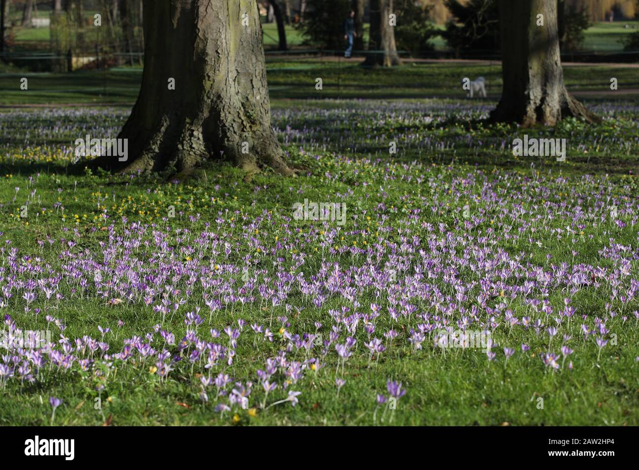 Cambridge, Regno Unito. 06th Feb, 2020. Cambridge Inghilterra Giovedì 6 Febbraio 2020. Crocus bulbi fioriscono lungo il collegio indietro a Cambridge. Credito: Chris Radburn Foto Stock