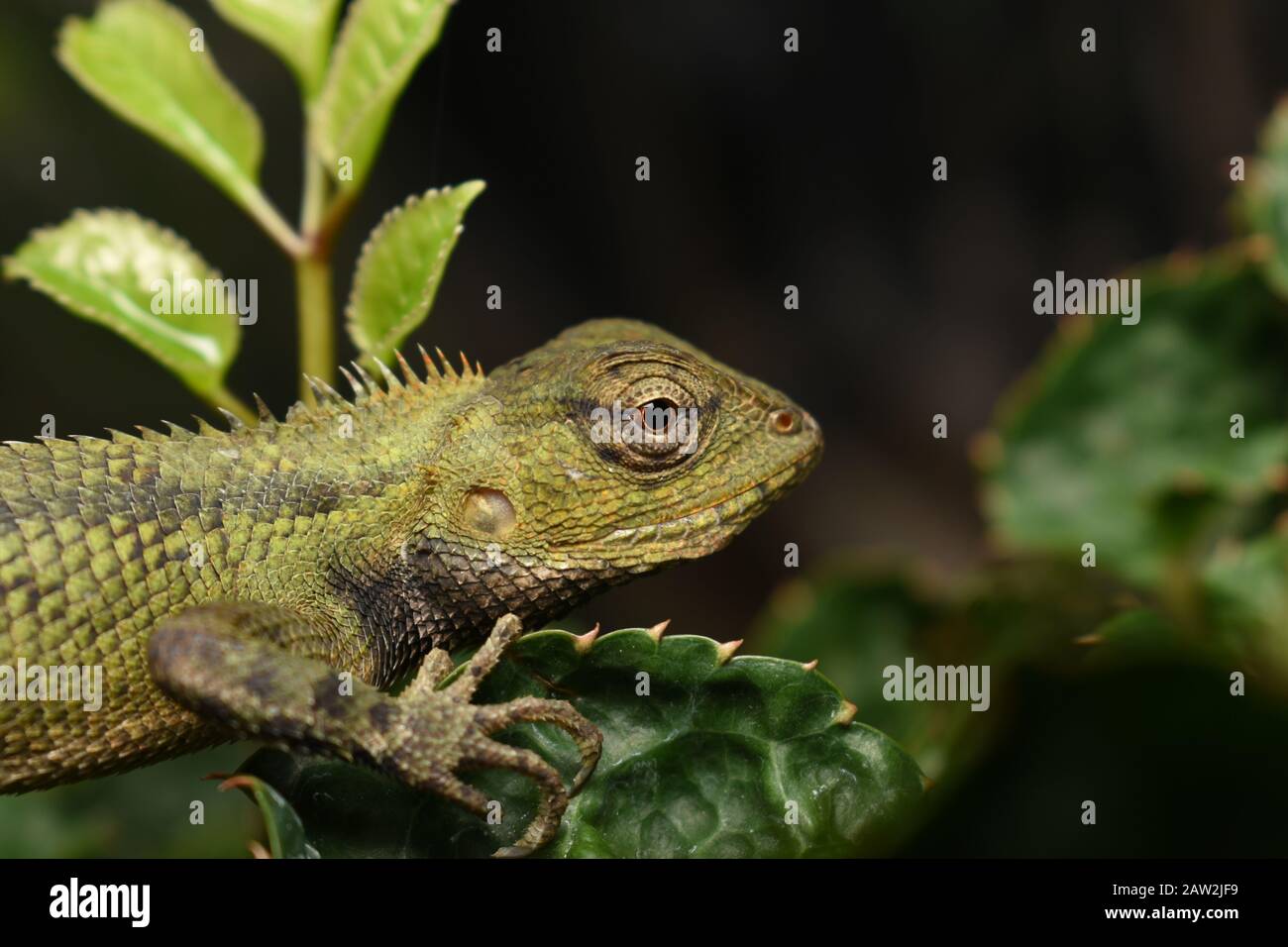 Oriental Garden lizard (Calotes versicolor) Foto Stock