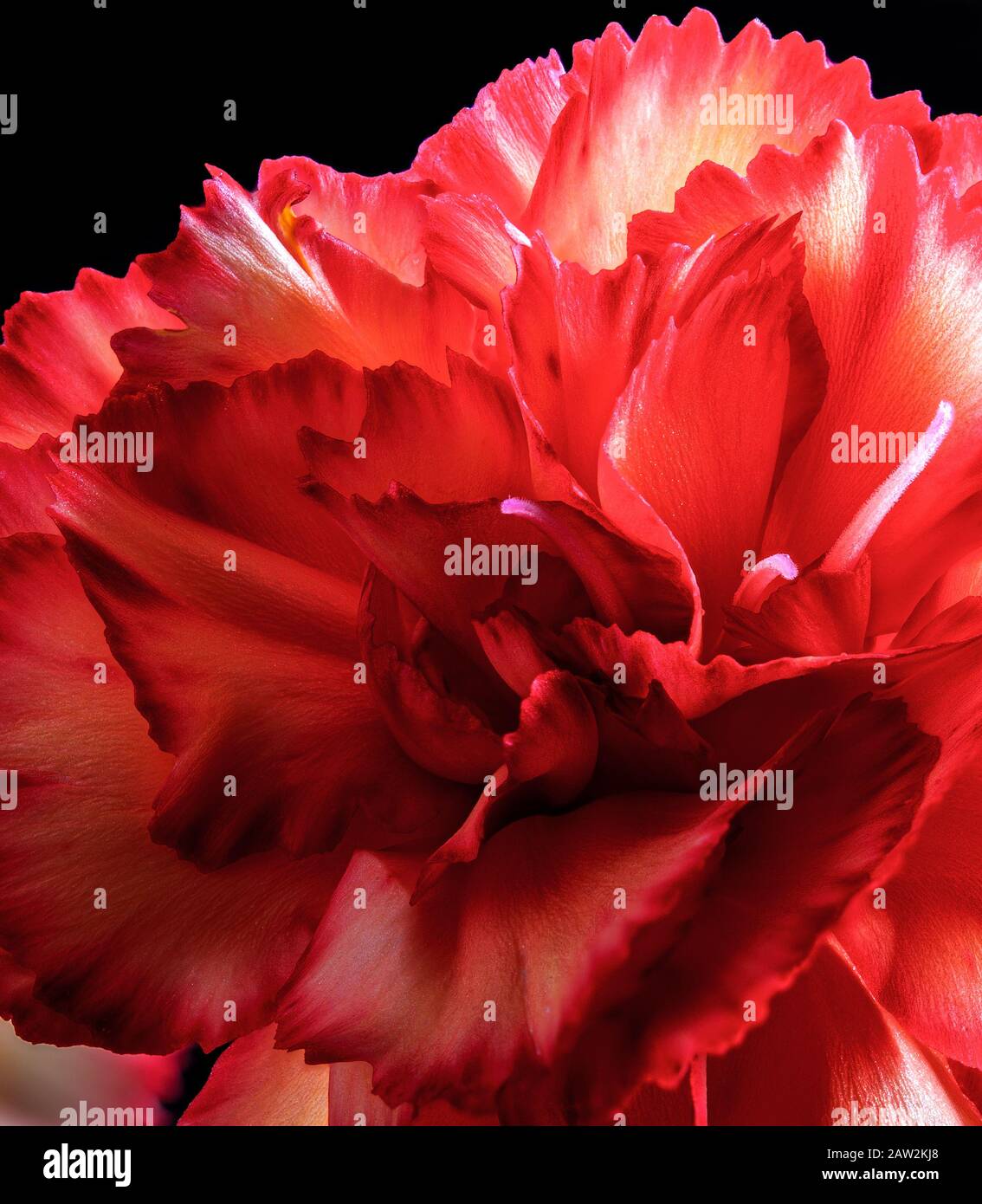 Closeup di un bel fiore rosso garofano su uno sfondo nero Foto Stock