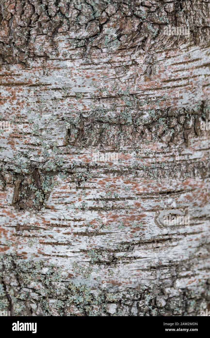 Abbaio vecchio di betulla sfondo texture albero, fuoco affettivo, tonato Foto Stock
