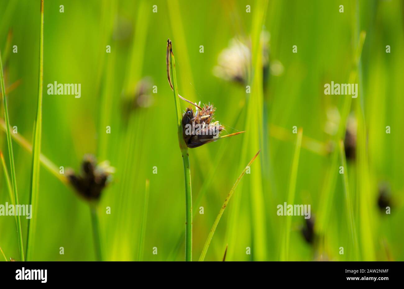 Erba in fiore sull'isola di Brier Nuova Scozia; pianta; juncus Foto Stock