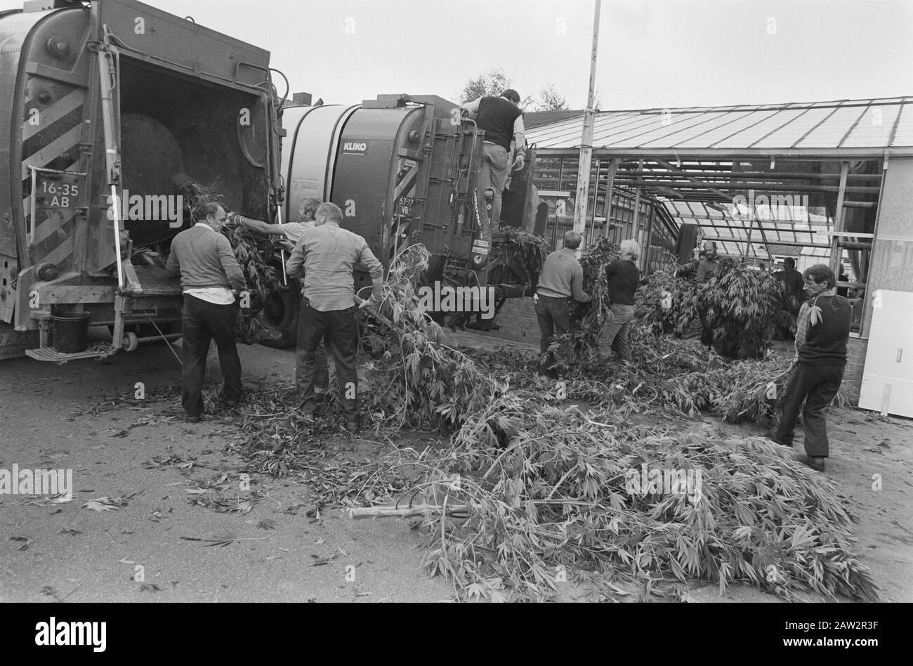 La polizia ha una grande quantità di piante di cannabis da serre Aalsmeer; piante in camion di raccolta rifiuti Data: 10 settembre 1986 luogo: Aalsmeer, Noord-Holland Parole Chiave: Serre, POLIZIA, canapa, camion di rifiuti Foto Stock