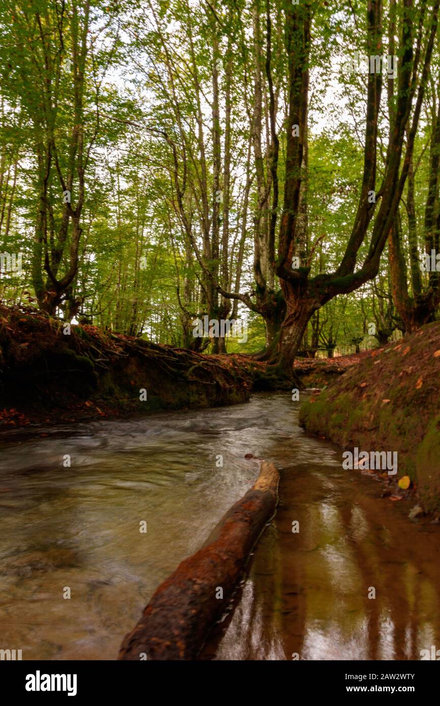 paesaggio nella foresta nei paesi baschi Foto Stock