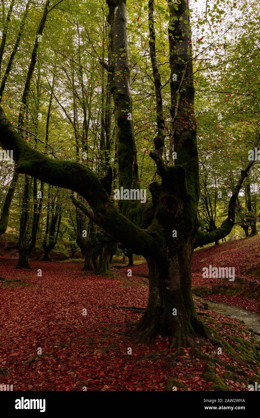 paesaggio nella foresta nei paesi baschi Foto Stock