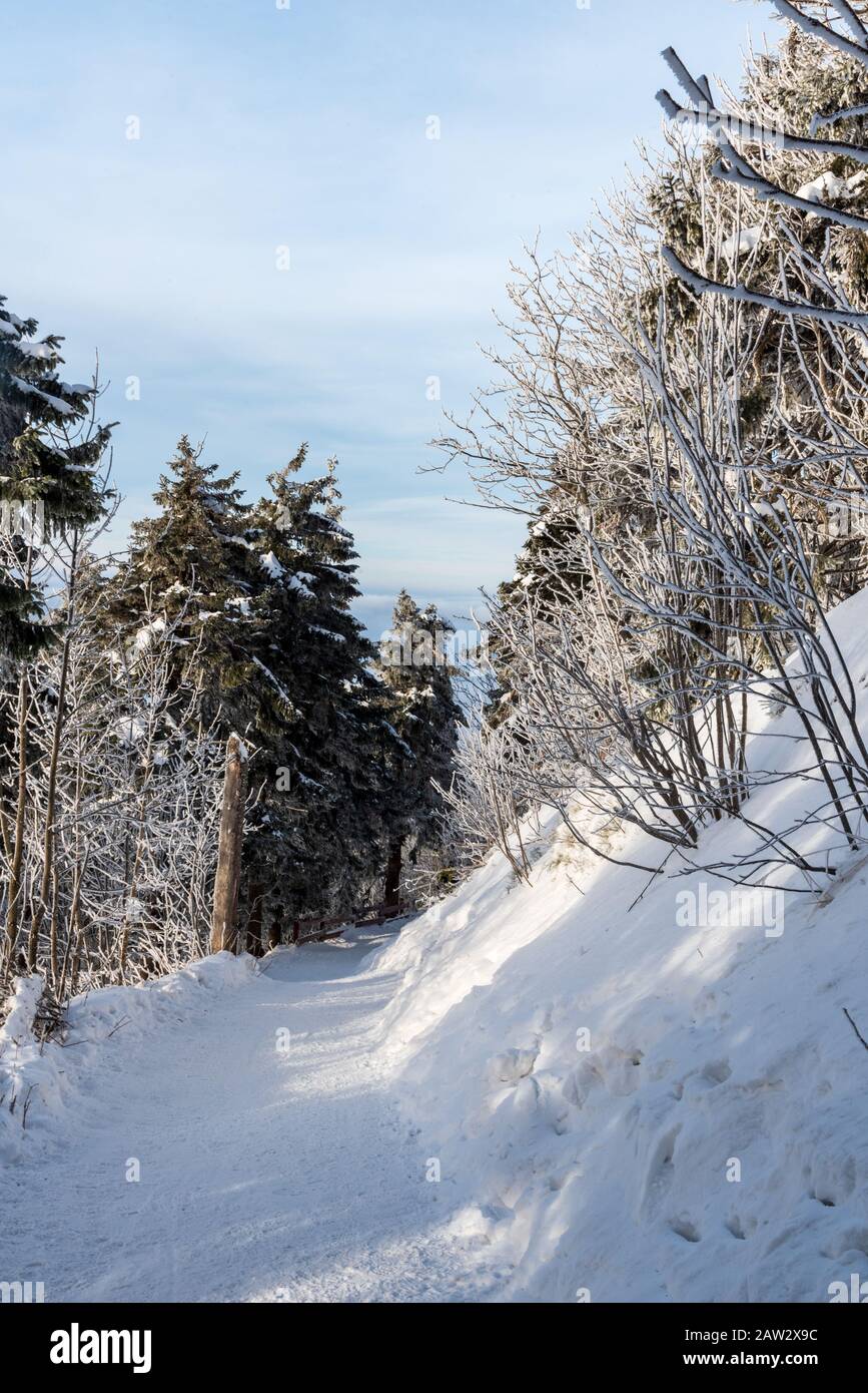 Sentiero innevato sotto la cima della collina di Lysa hora in Moravskoslezske Beskydy montagne in repubblica Ceca durante la giornata invernale con cielo blu Foto Stock
