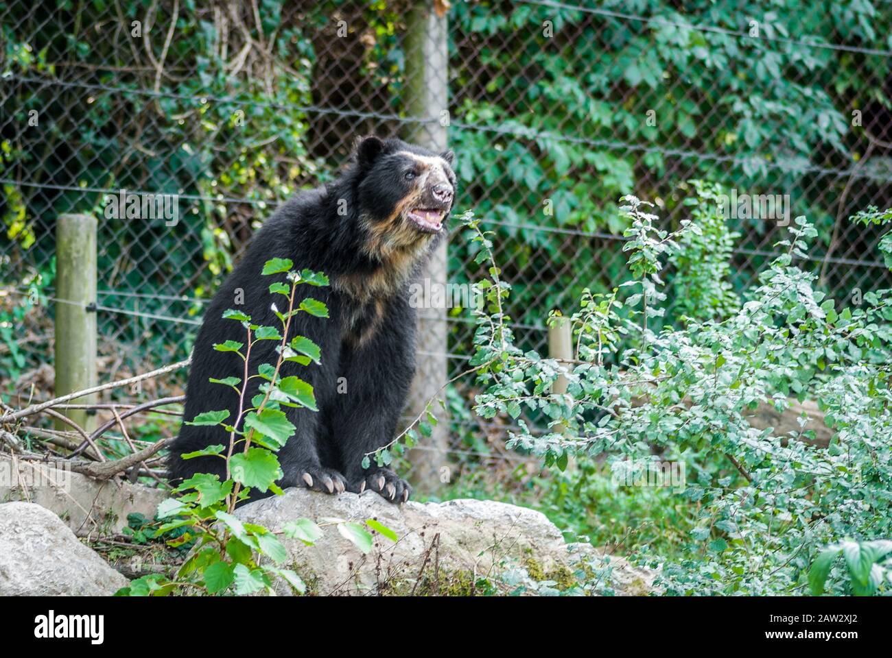 Adulto Spectacled orso Vienna zoo, Austria, Foto Stock