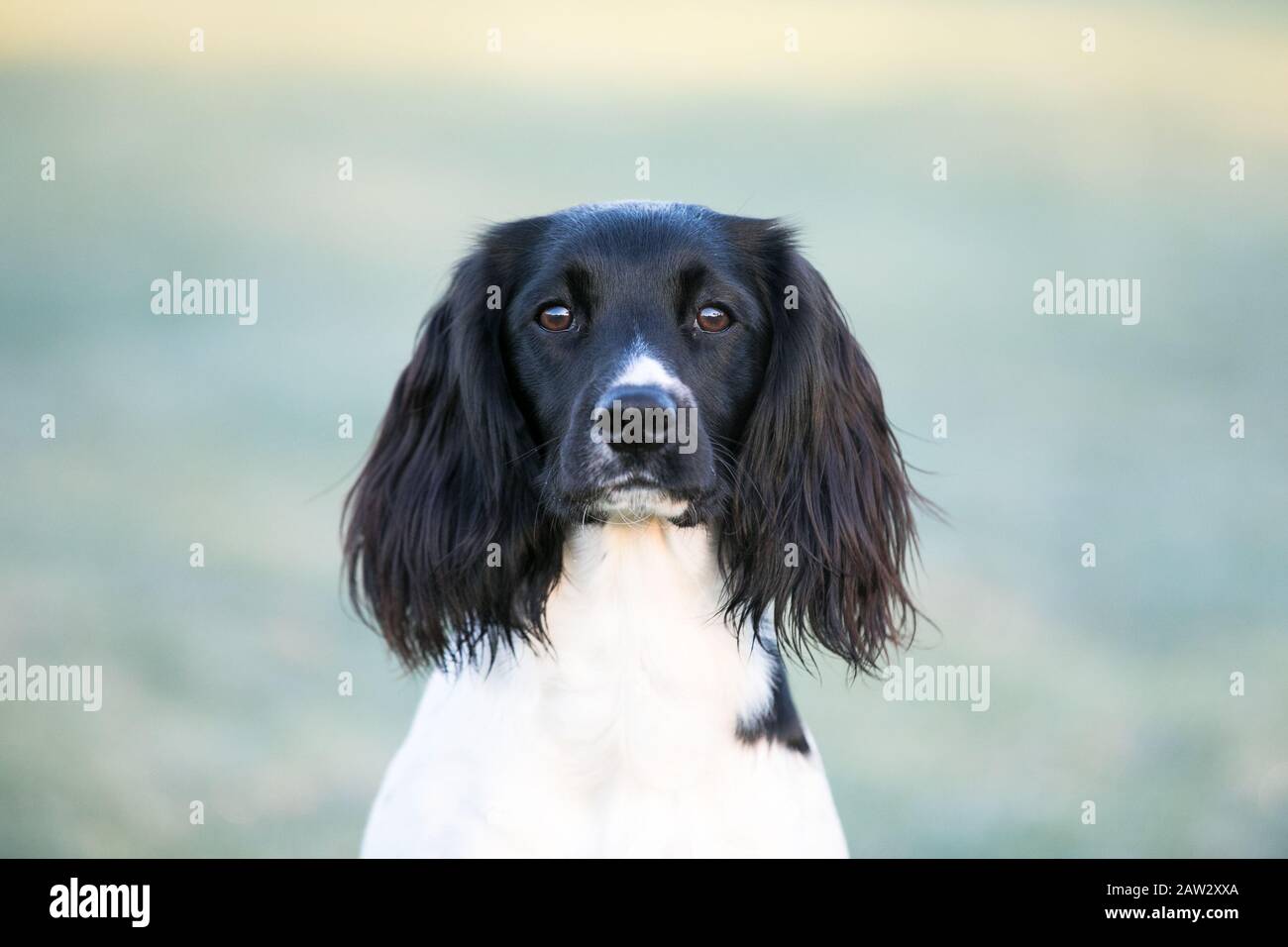 Springer spaniel ritratto Foto Stock