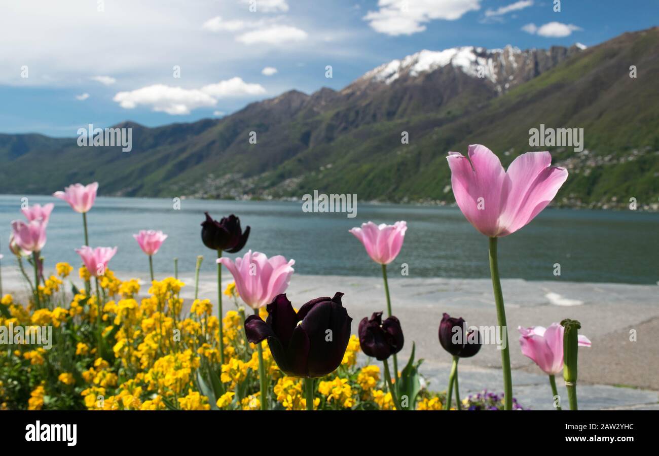 Tulipani colorati e altri fiori con lago e montagna di neve sullo sfondo. Periodo primaverile al lago maggiore in svizzera, Ticino Foto Stock
