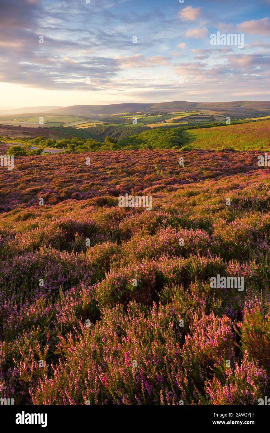 Heather su Porlock Common nel Parco Nazionale di Exmoor con faro di Dunkery oltre. Somerset, Inghilterra. Foto Stock