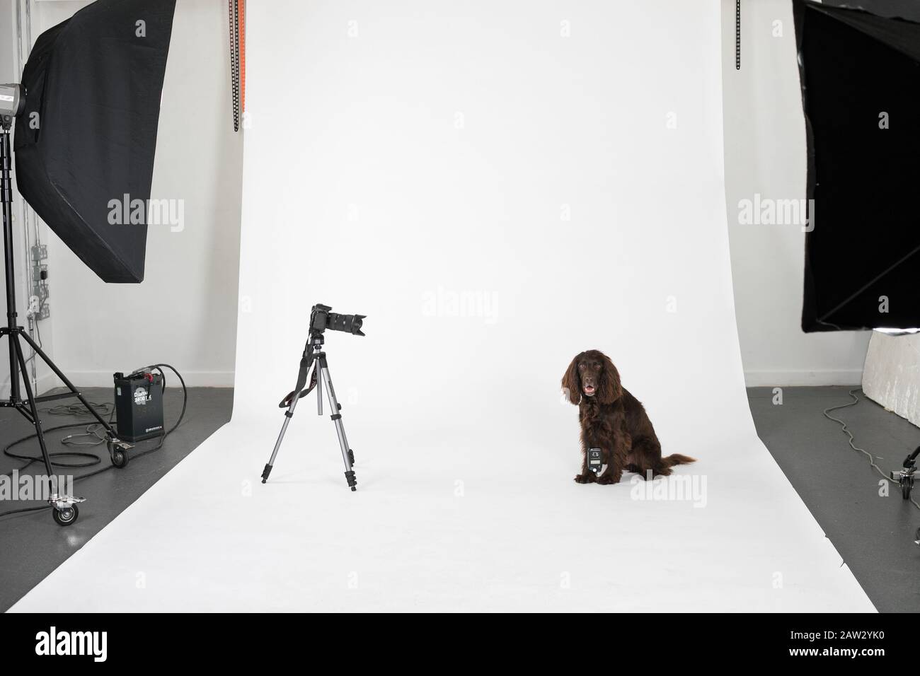 Cane in uno studio fotografico Foto Stock