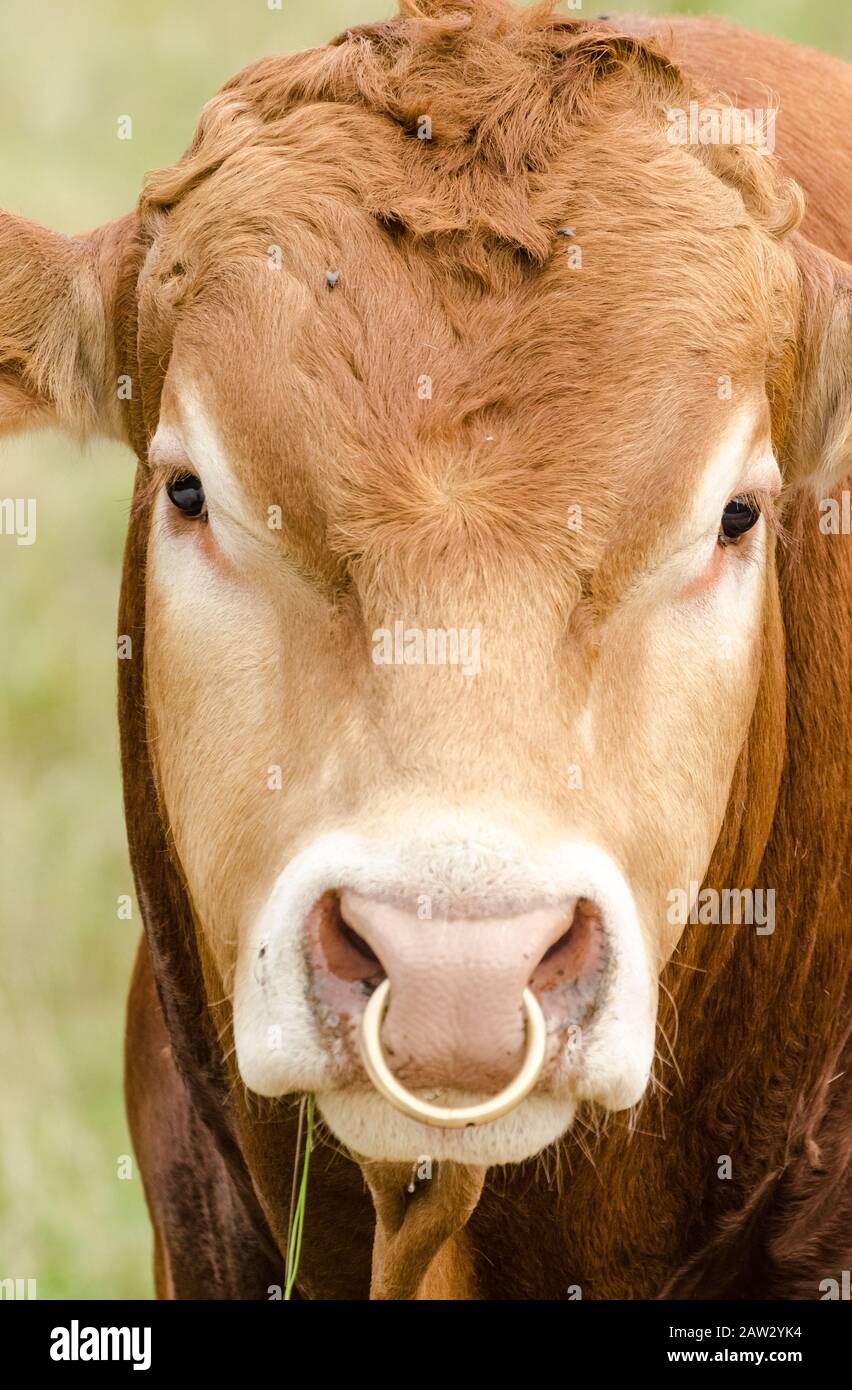 Toro con anello di naso dorato, bestiame domestico, bos taurus, su un  pascolo nella campagna rurale in Germania, Europa occidentale, vista  frontale Foto stock - Alamy