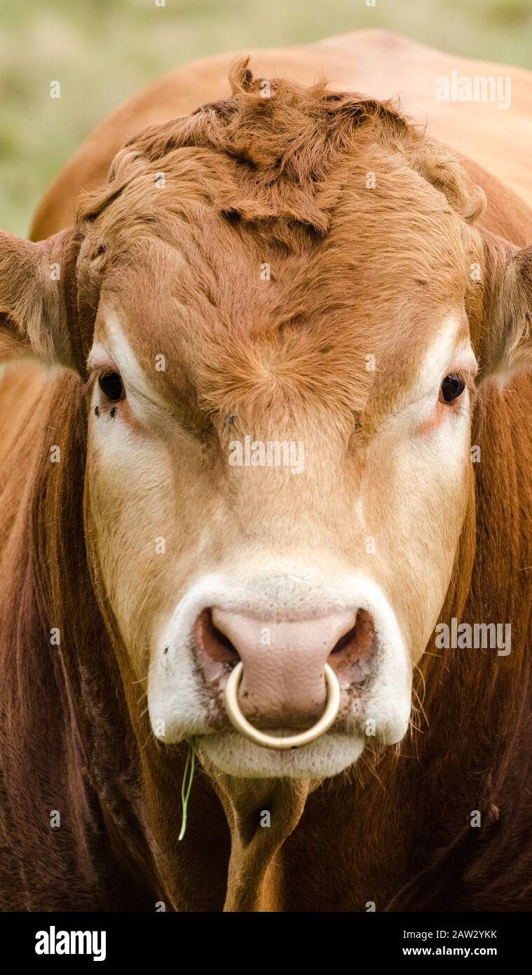 Toro con anello di naso dorato, bestiame domestico, bos taurus, su un  pascolo nella campagna rurale in Germania, Europa occidentale, vista  frontale Foto stock - Alamy